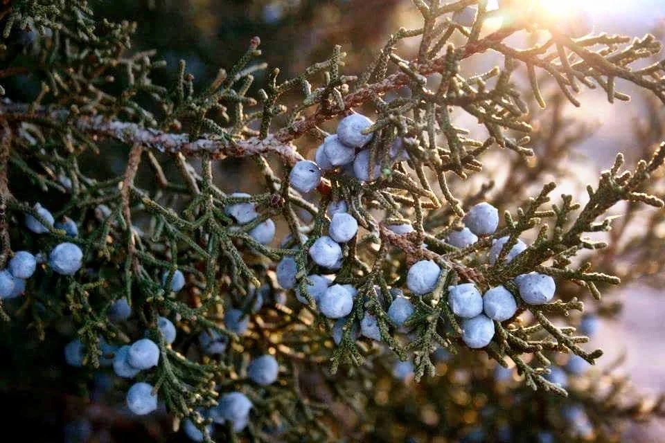 juniper.jpg
