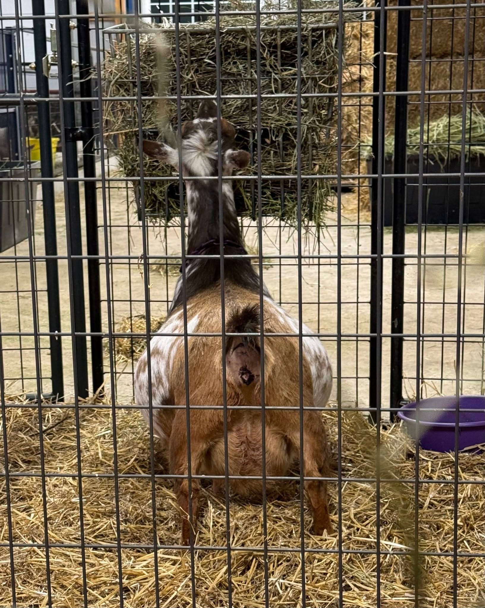I lovingly call Mazel &quot;The Tank&quot; because she's massive in all the right ways including her kid count....if it's worth doing...it's worth over doing

Mazel will always always have a place on my farm even if she wants to kid at 2am....she's m