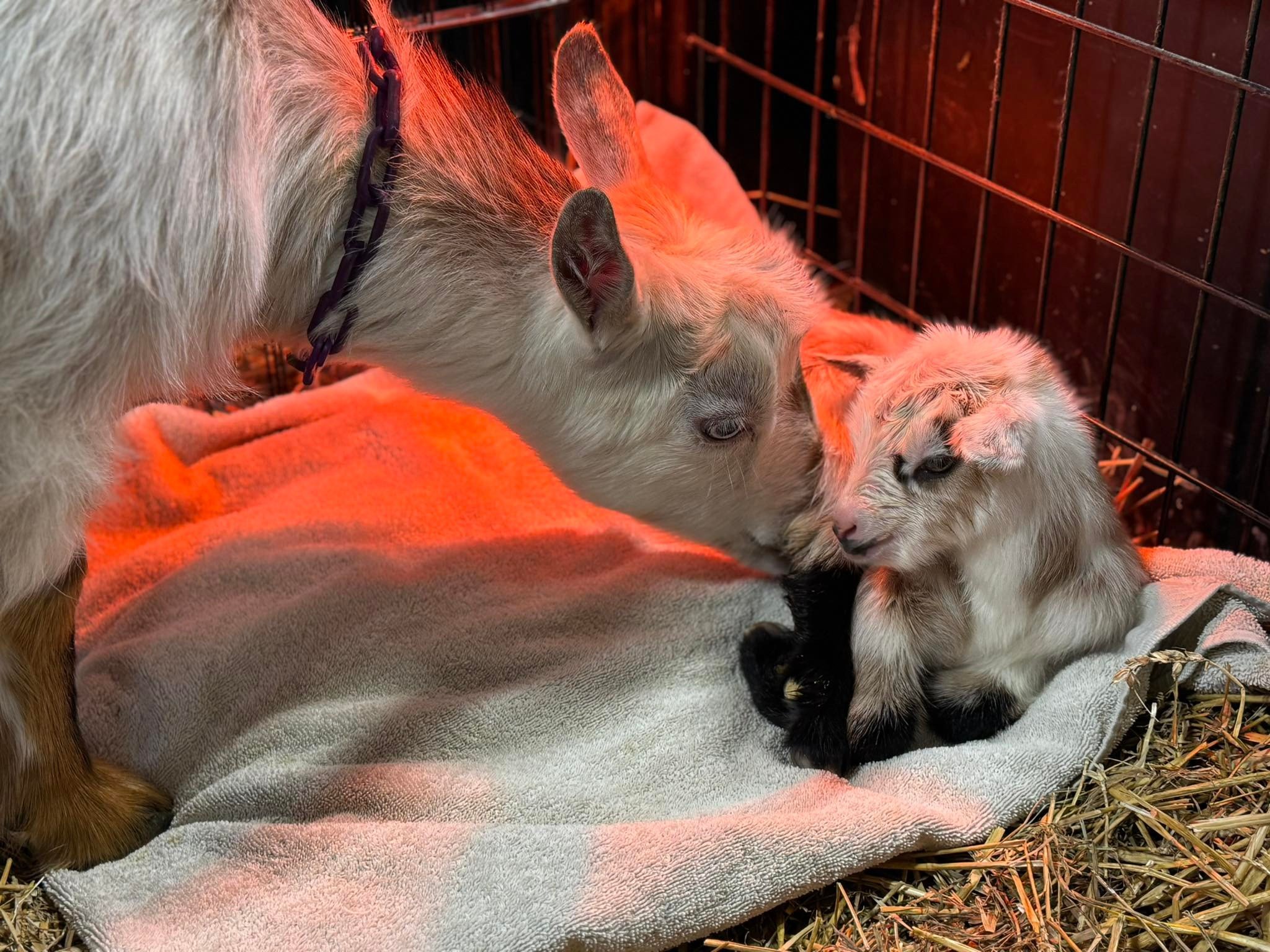 Well, I have some catching up to do on my kidding season but&hellip;.I definitely don&rsquo;t wanna overshadow Star&lsquo;s little kid so I&rsquo;ll give you a full update of the past two weeks later but without further delay, Star had a beautiful de