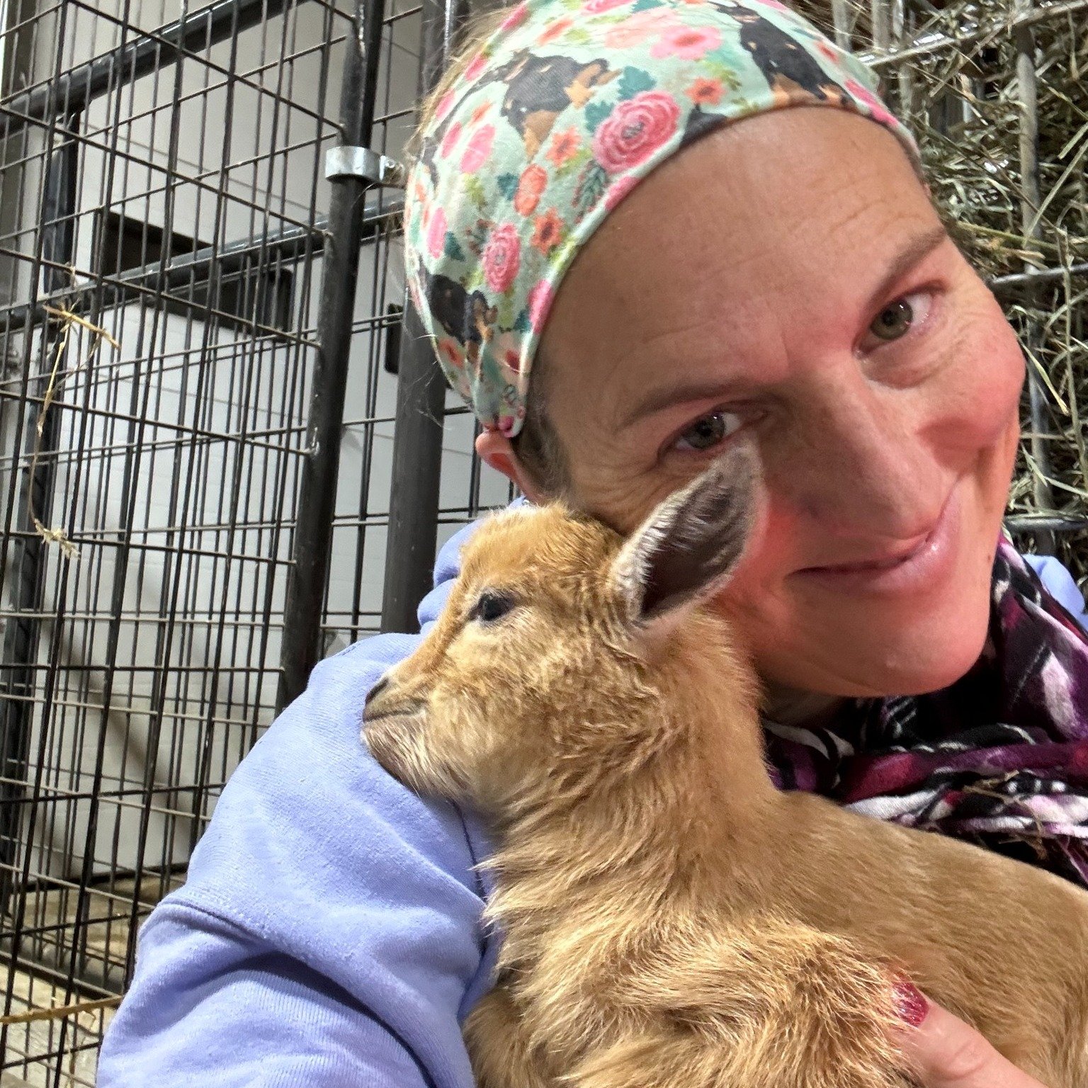 Next up is Goldie (naming theme = Disney/fairy tale characters) who blessed us with the first doeling of 2025 and gave us one with nuts too on 2/6/25 @11:30am. Thank god for friends who also farm : ) Natalie came to the rescue since I was stuck at wo