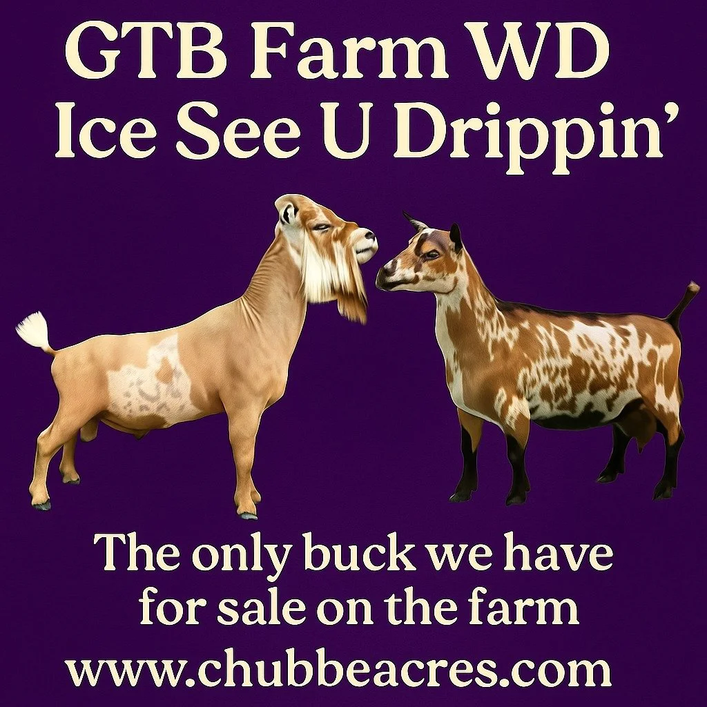 We currently have one incredible breeding buck available on the farm &mdash;
💎 GTB Farm WD Ice See U Drippin&rsquo; (Nigerian Buck) 💎

This young herdsire offers a powerhouse pedigree packed with proven genetics:
🌟 Sire: Agape&rsquo;s Prize Weirin