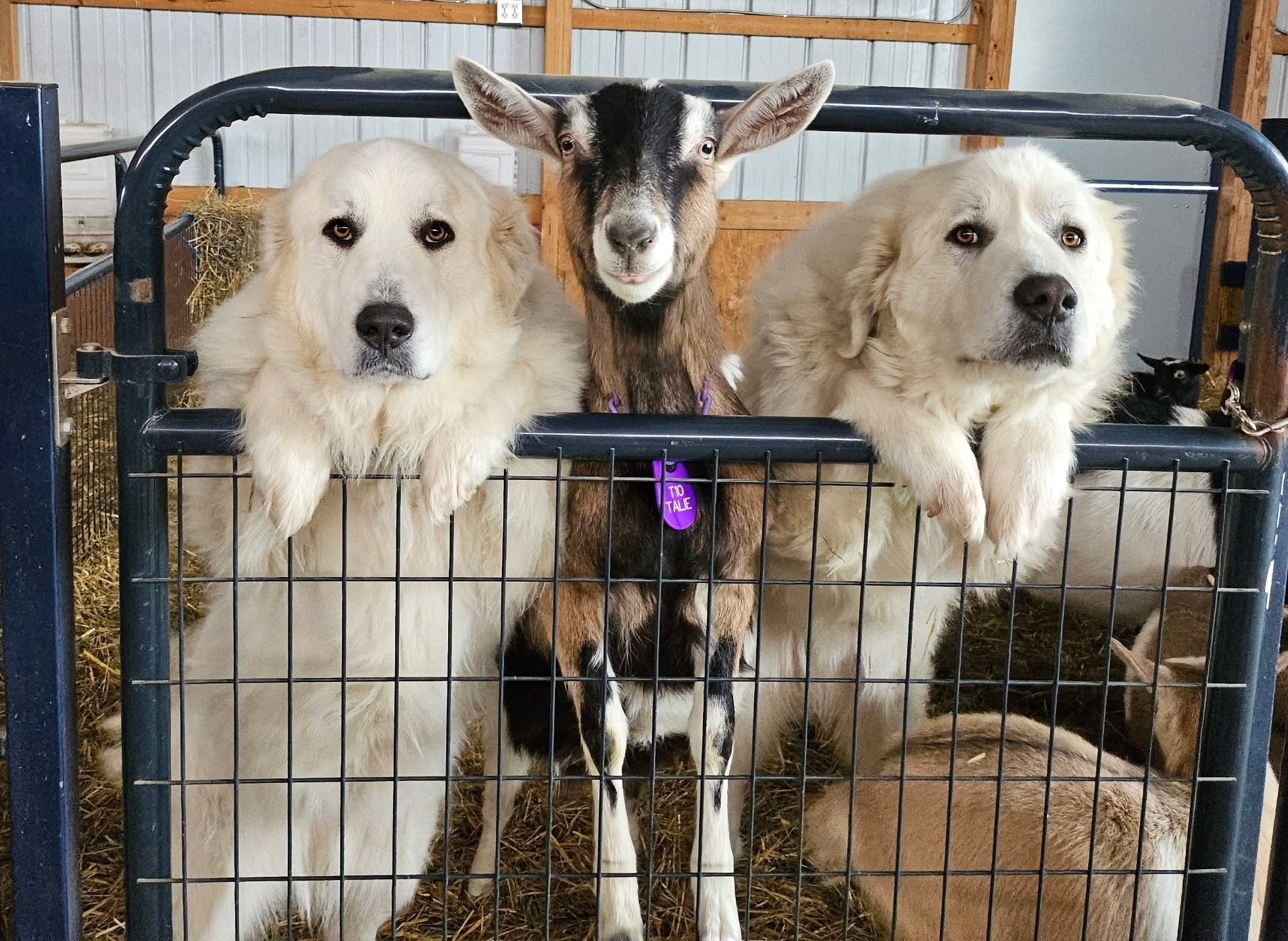 Security team on duty &mdash; one boss, two bodyguards, zero personal space.&rdquo;🐶🐐🐶
You tell me who's who? 

#ChubbEAcresFarm #FarmLife #GoatLife #LivestockGuardians #LGDLife #FarmSecurity #BarnCrew #CountryLiving #WorkingFarm #FarmFamily