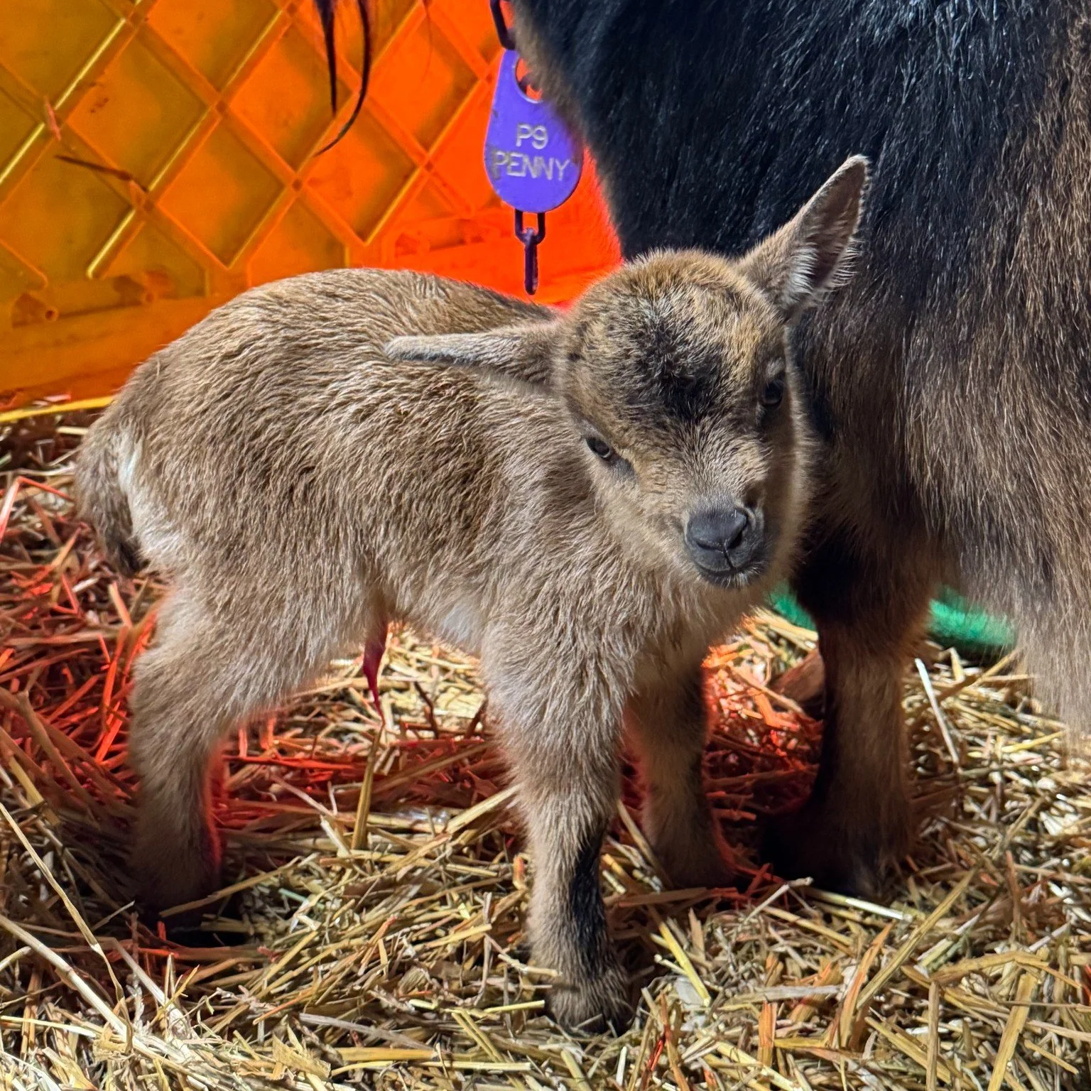 I clearly need to catch up on birth announcements as we had two sets of triples born last night (1/24/26) but....Penny &amp; Shelby definitely can be missed sooo...

Twin Arrival at Chubb E. Acres! 
✨ Wood Bridge Farm Dott Matrix &times; Chubb E Acre