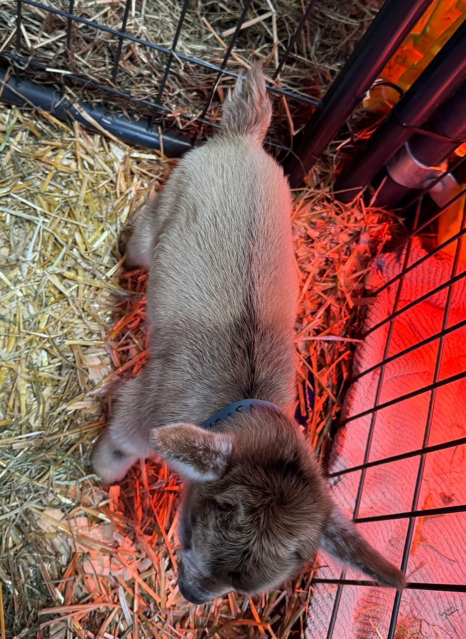 🎉 Welcome to the world, little man! 🐐💙

We&rsquo;re thrilled to announce the arrival of a single buckling born January 10, 2026 at 8:45 PM to Agape&rsquo;s Prize Size Matters (Little Sis) &mdash; bred via laparoscopic AI to Agape&rsquo;s Prize Gol