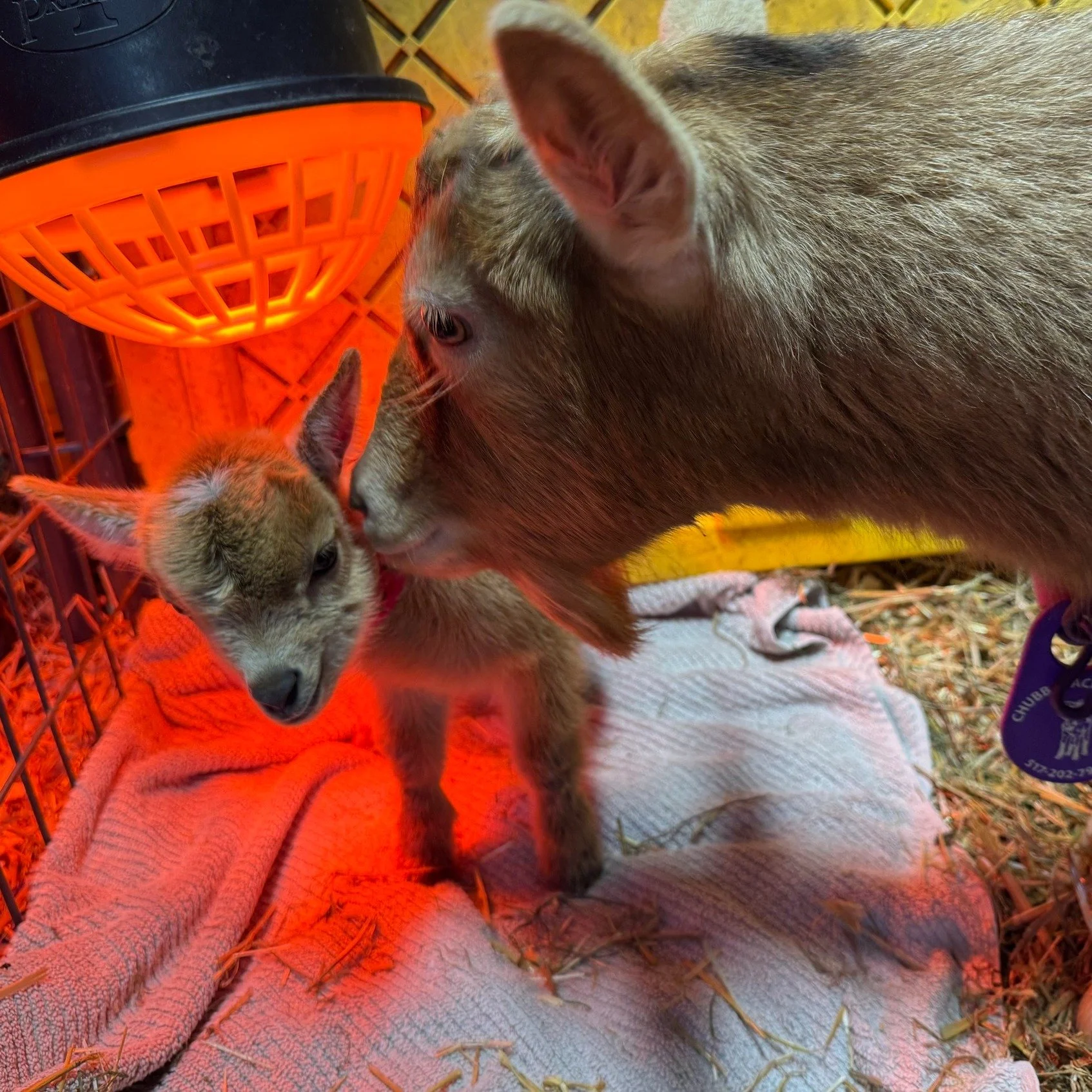 🎀 It&rsquo;s a GIRL! 🐐💕
I'm excited to announce the arrival of a beautiful single doeling born January 11, 2026 at 2:00 AM (she didn't follow her induction protocol but can't complain about  to Agape&rsquo;s Prize Margarita Monday (aka Marge) &mda