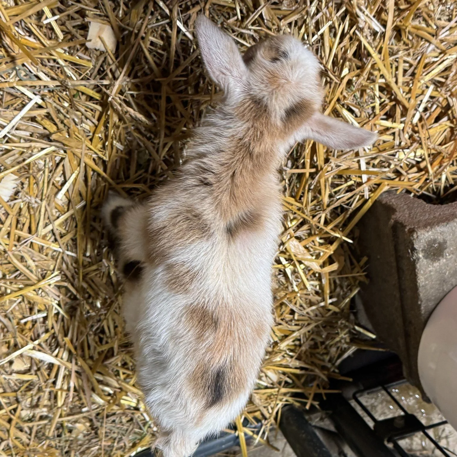 ✨ Birth Announcement ✨
The Queen has spoken &mdash; and she delivered again.
Shelby needs no introduction in our barn&hellip;
but her fancy new kids absolutely deserve one 💫
On January 15, 2026, my cornerstone doe welcomed an exceptional set of twin