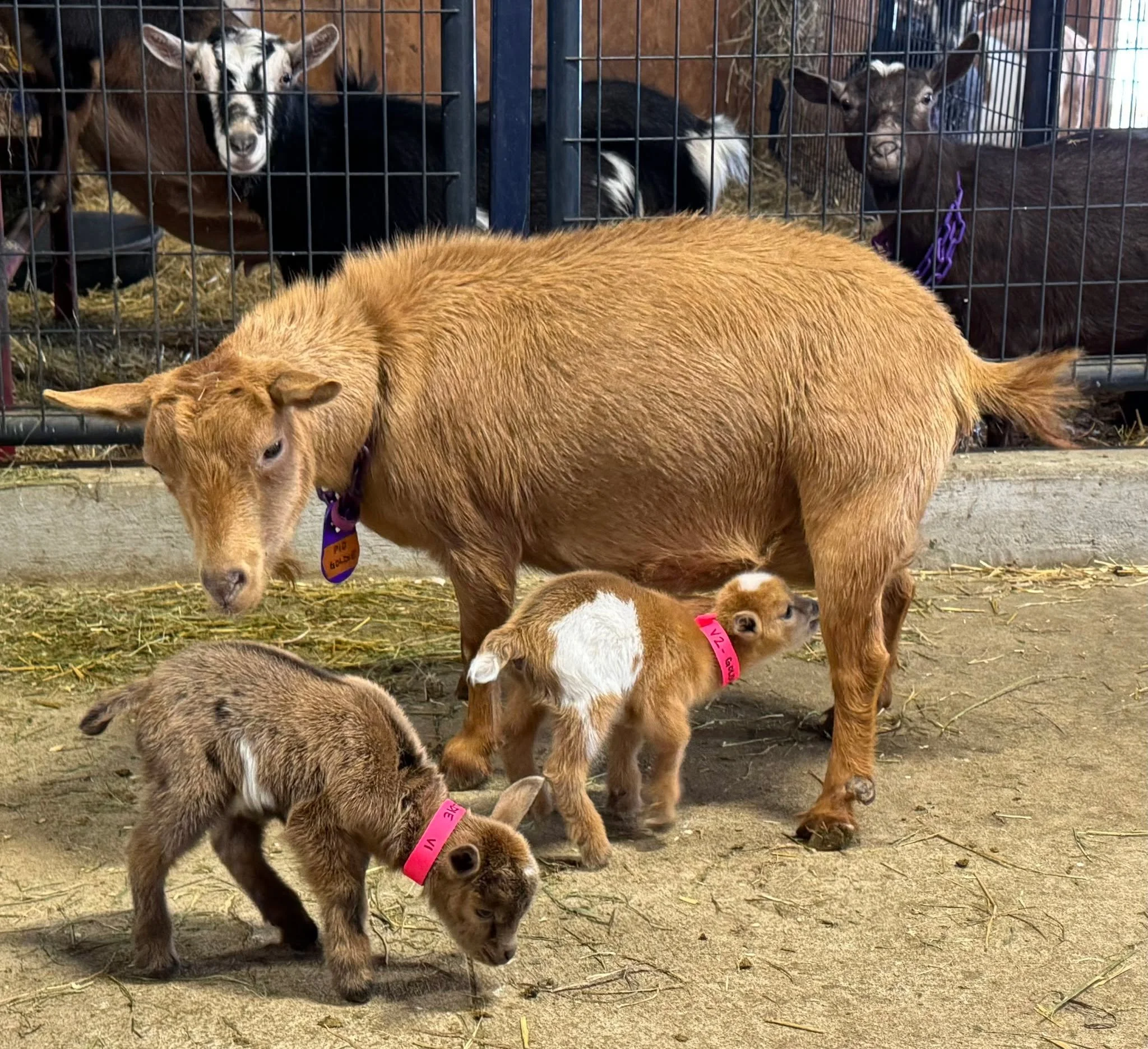 I'm thrilled to welcome our first 2026 arrivals at Chubb E Acres Farm
Goldie kicked off the season beautifully with two stunning girls!

👩&zwj;🍼 Dam: Atwood Acres Just Right (aka Goldie)
🧬 Sire (LapAI): Wood Bridge Farm Dott Matrix

💜 Meet the ki