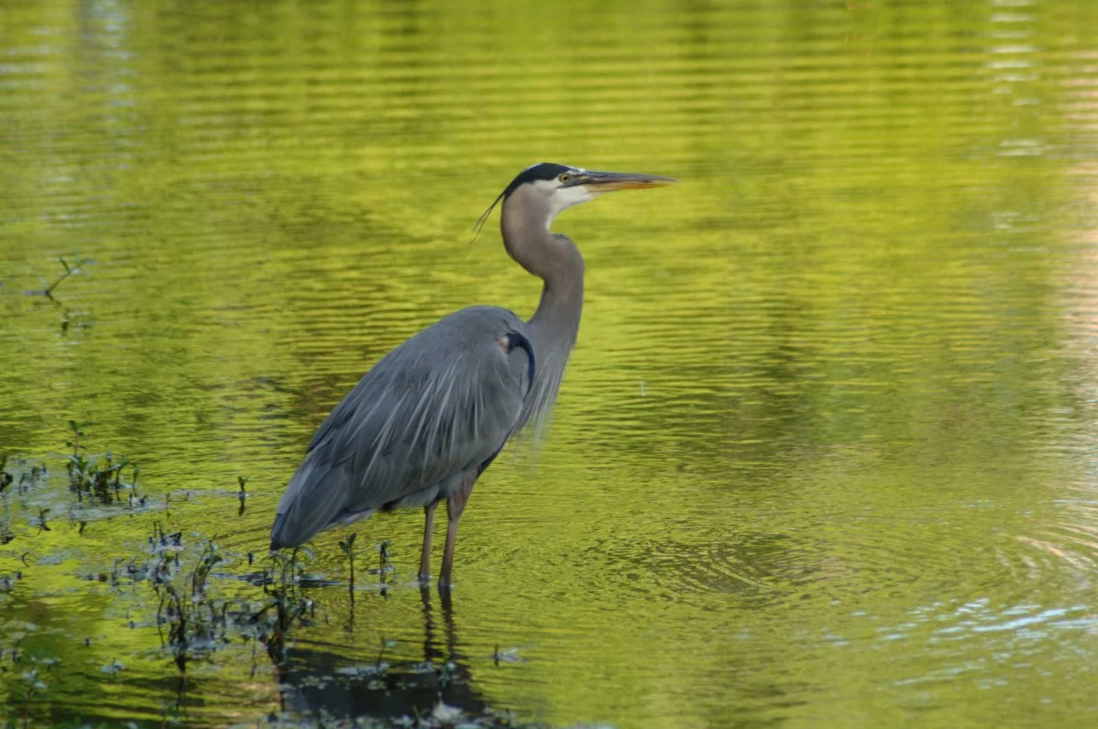 Heron_0266.jpg