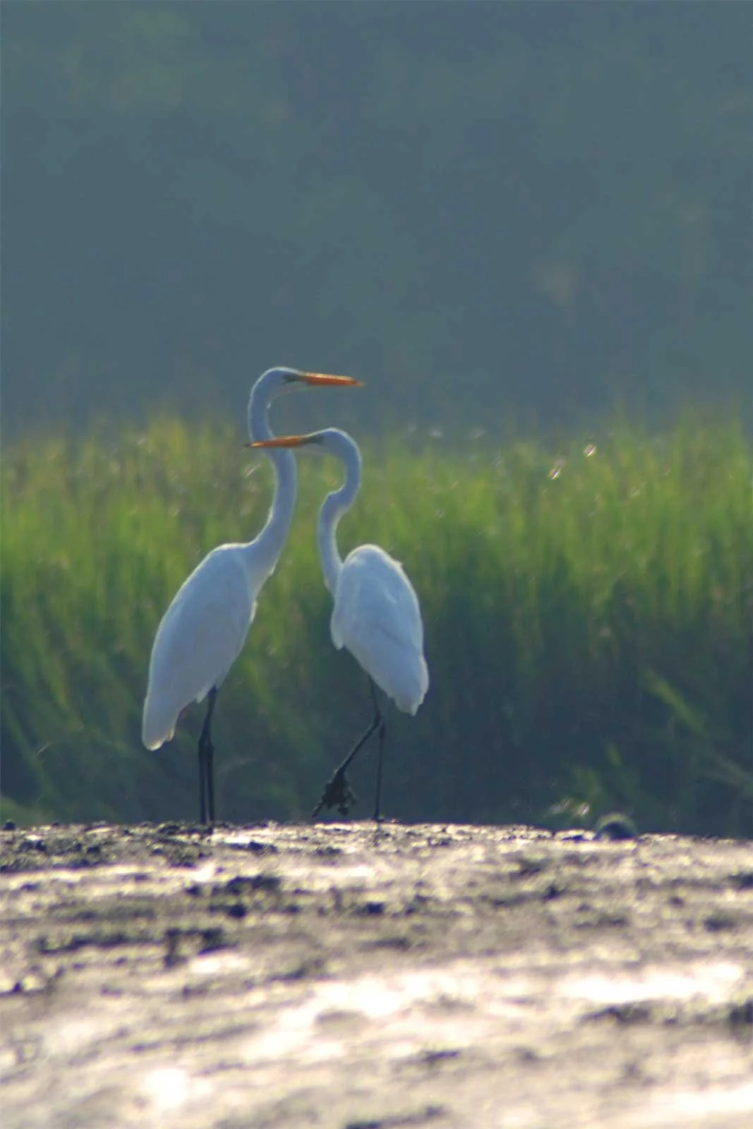 egret.couple.jpg