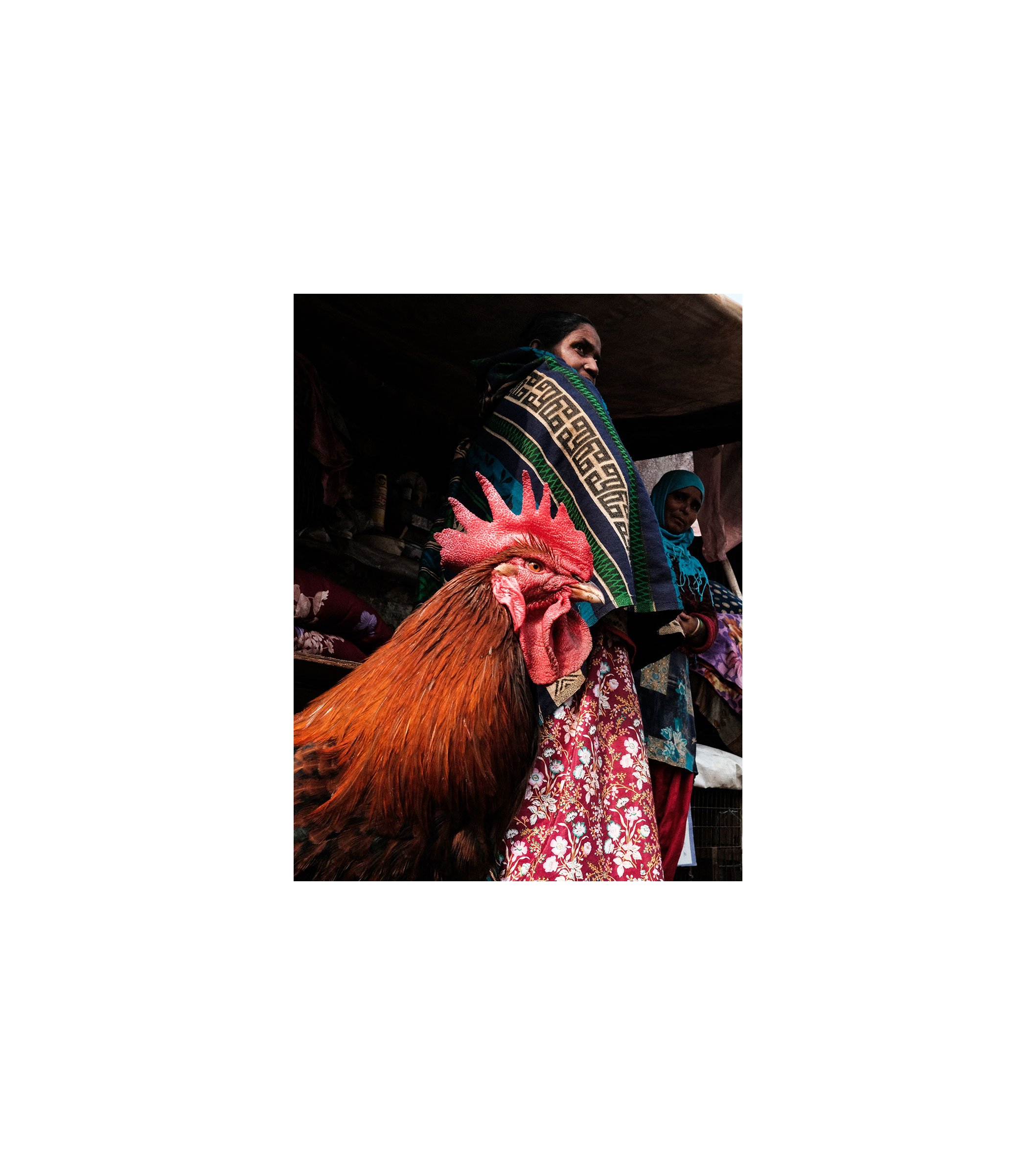 chicken2-2.jpg