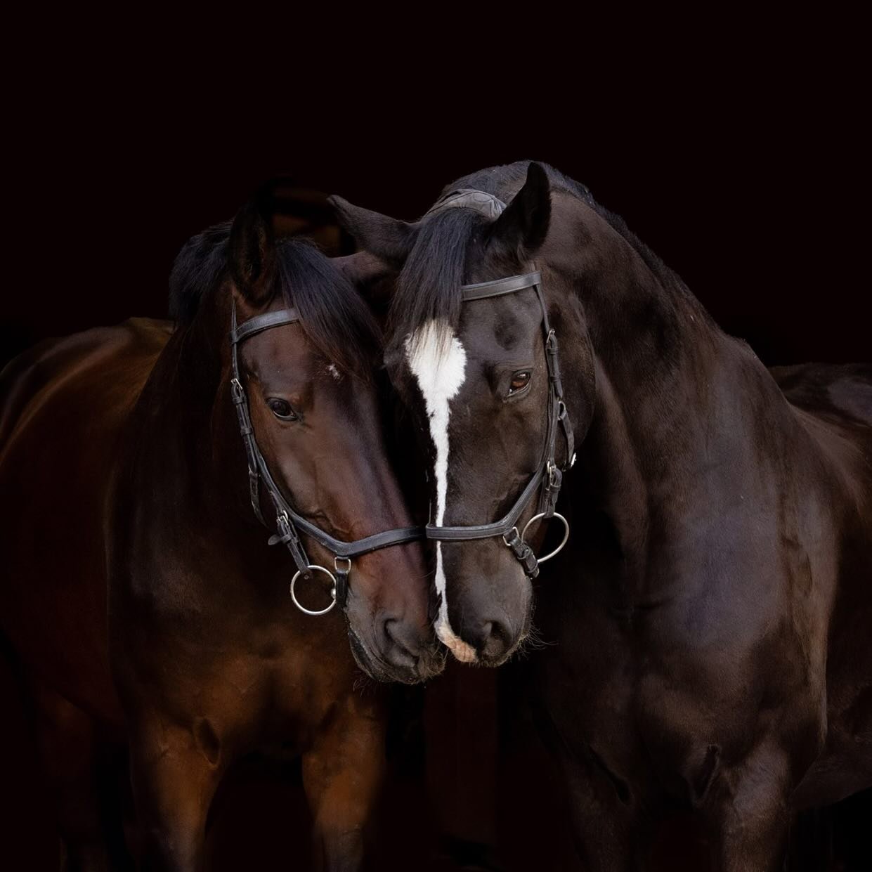 Her two favorite boys together in one moment of brotherly love. We got it, @kipt1966 ! 

Rocksteady and Veracruz photographed at Buck Branch Farm in Wilmer, Texas

#dallasequestrian #dfwequestrian#equestrianphotographer #equestrianphotography #horsep