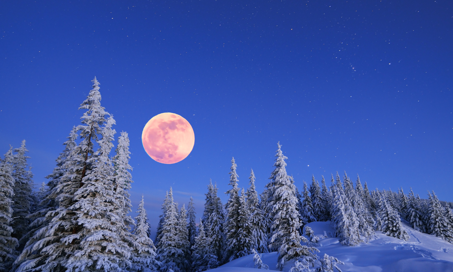 New Year Under The Wolf Moon