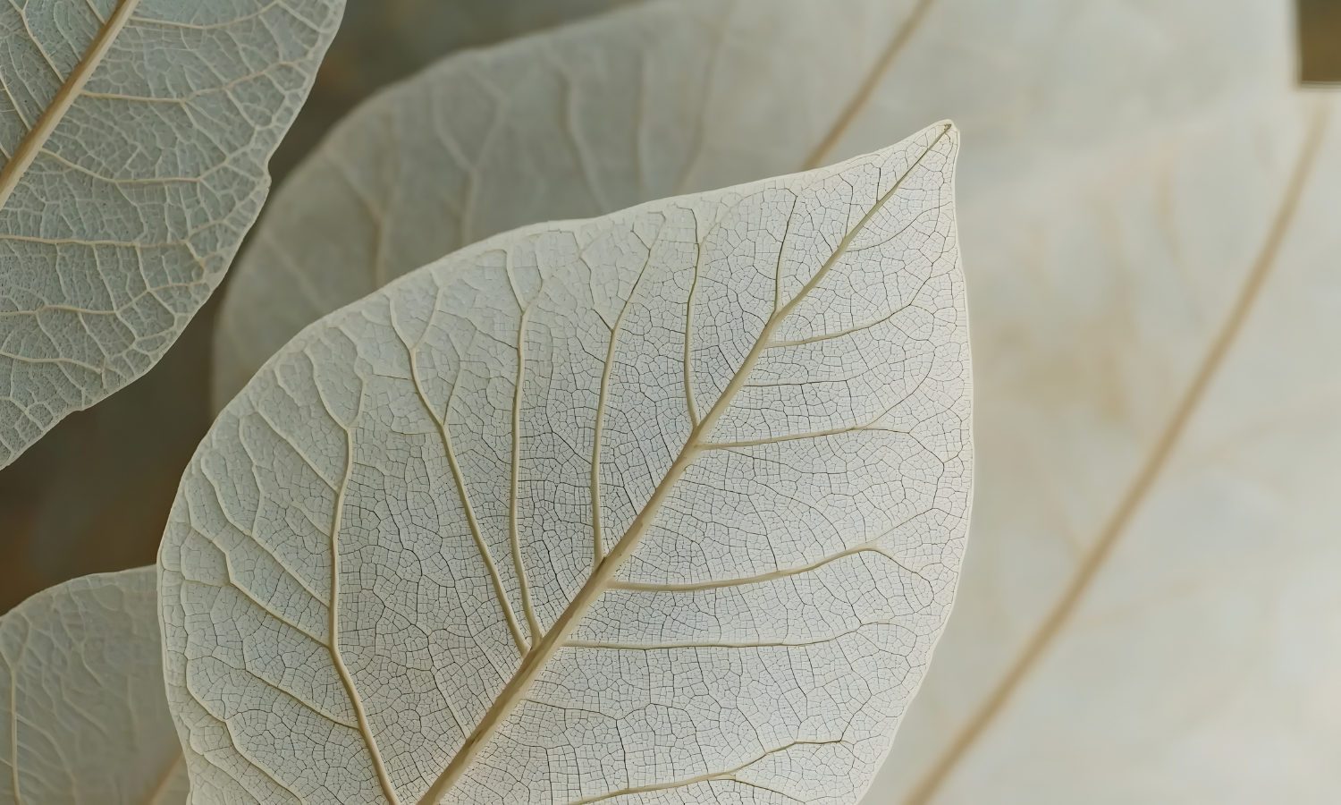 What’s The Big Deal About Internal Family Systems?