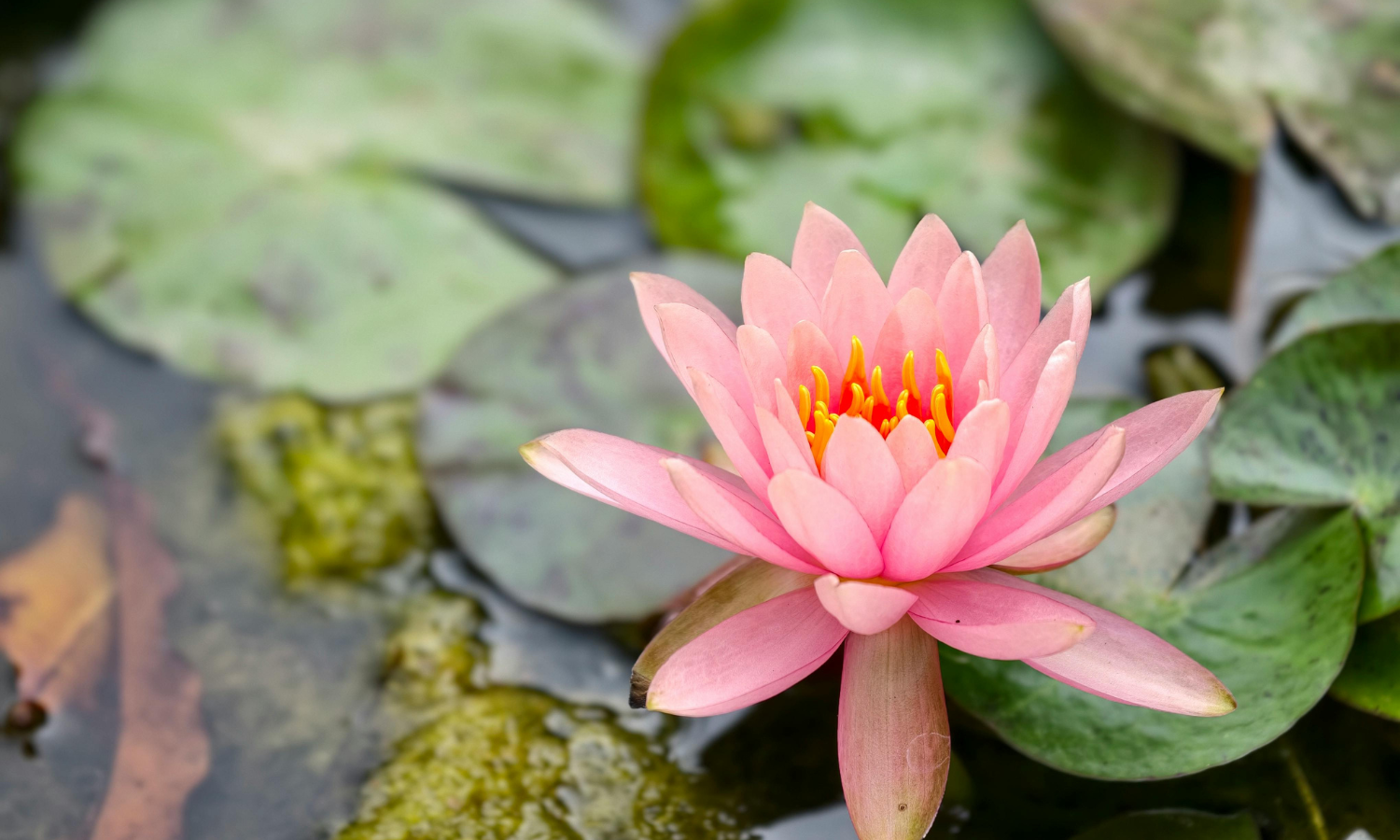 Internal Family Systems Therapy, The 4 Tools of The Shiftless Wanderer, &amp; Adolescents