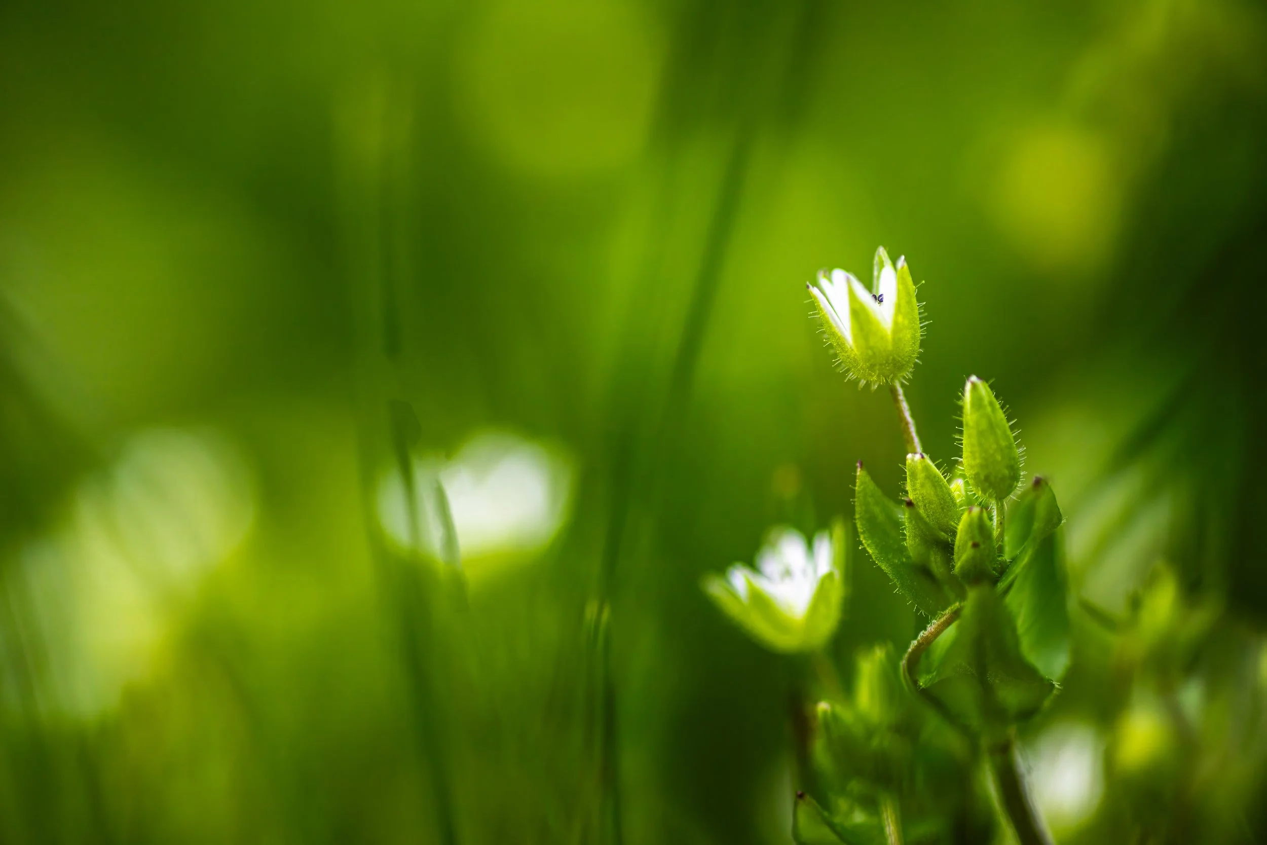Self Energy as Antidote: Healing Empathy Fatigue From the Inside Out
