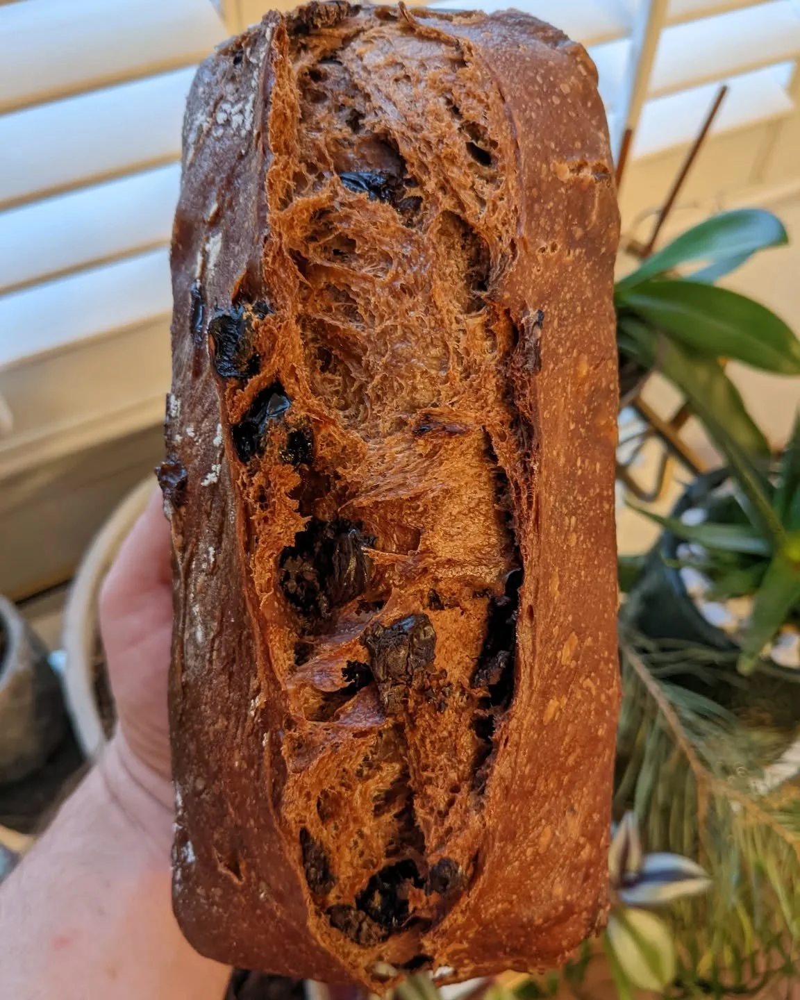 Dark Chocolate and Sour Cherry is back! Available for preorder pickup and delivery on Bruttobreads.com.

Limited availability for the next few Saturdays @delrayfarmersmarket as well. 

Cheers!