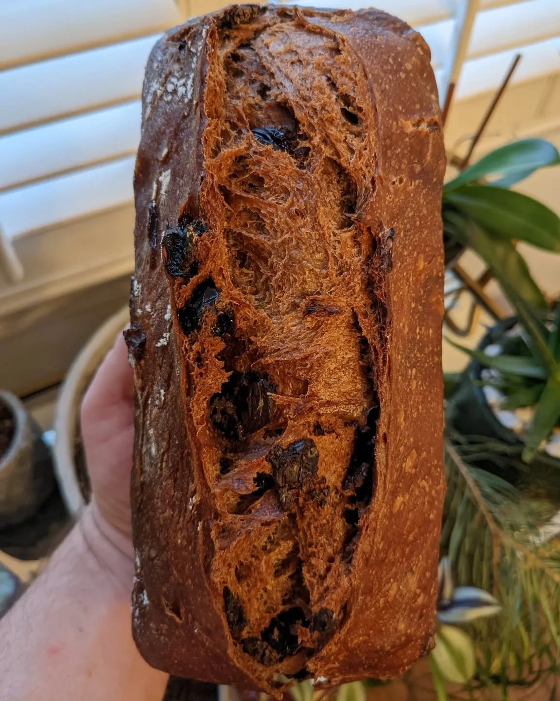 It's that time of the year! Dark Chocolate and Sour Cherry is available online and at @delrayfarmersmarket all month long. 

This year I've included a new Large sized oval loaf for your holiday gathering needs. Treat yo self! Available online @ brutt