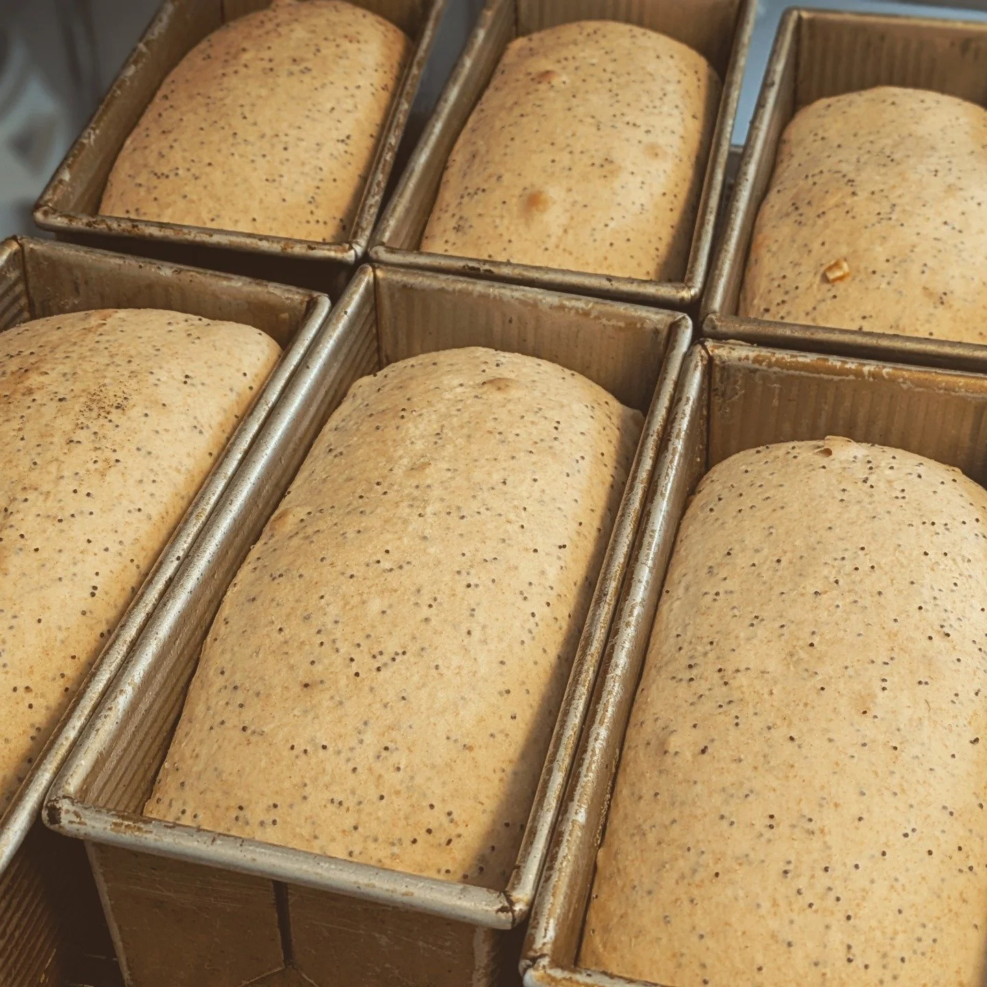 Candied Orange + Poppy Seed Pullman loaves for @delrayfarmersmarket tomorrow!

We will have plenty of the usual suspects as it looks to be a beautiful day:

il brutto
black + white sesame
green olive + semolina
sesame semolina

honey spelt pullman
or
