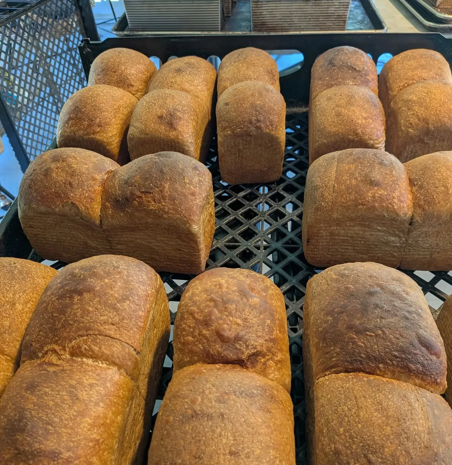 It's Fall! And unfortunately, we have to say goodbye to Orange + Poppy seed Pullman @delrayfarmersmarket. 

I'm happy to introduce our Brown Sugar + Olive Oil 'Brioche.' This egg free and dairy free fake-o Brioche has a ton of tangzhong (cooked flour