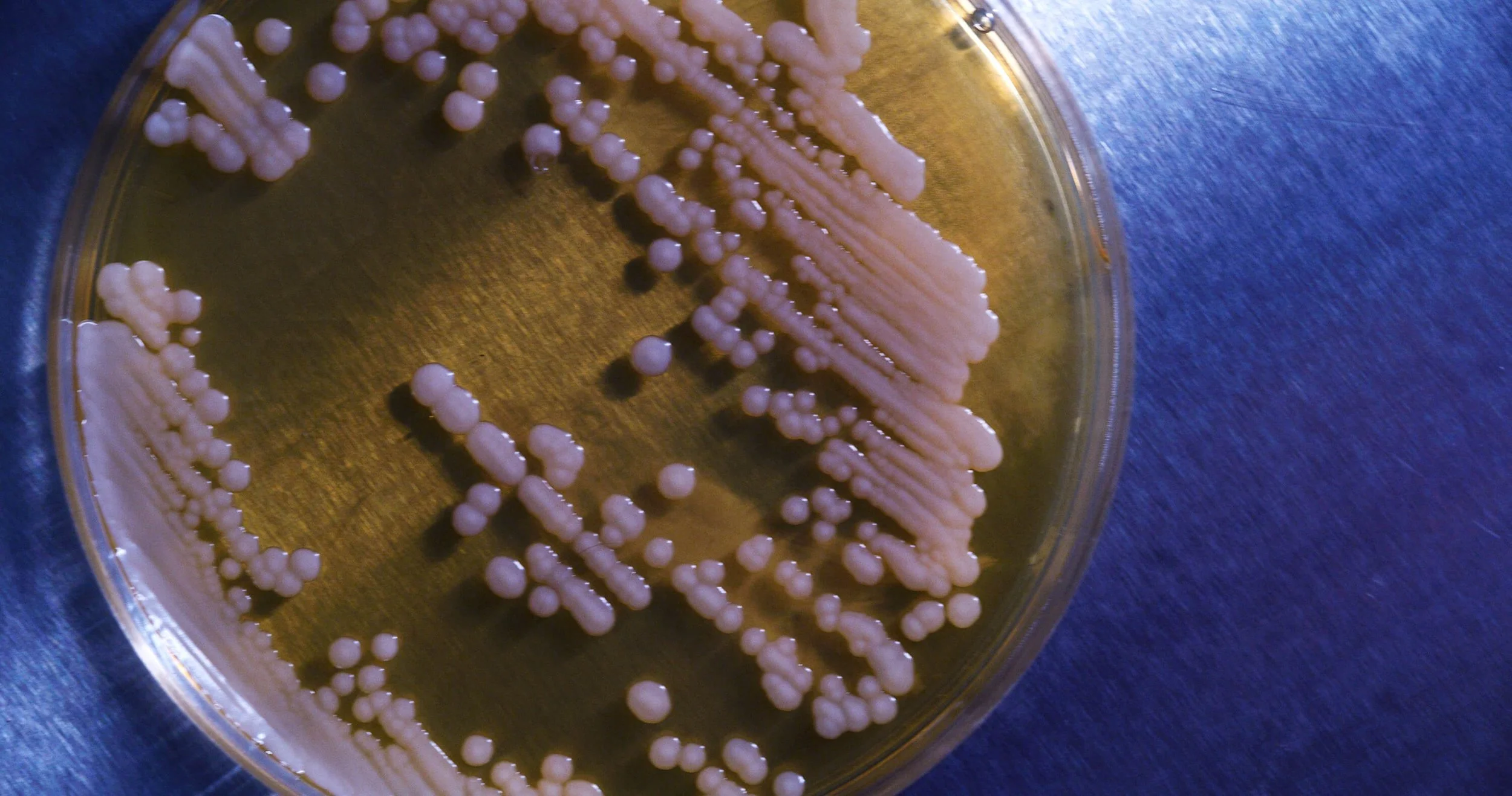 About Us | BiomeCentric — BiomeCentric
