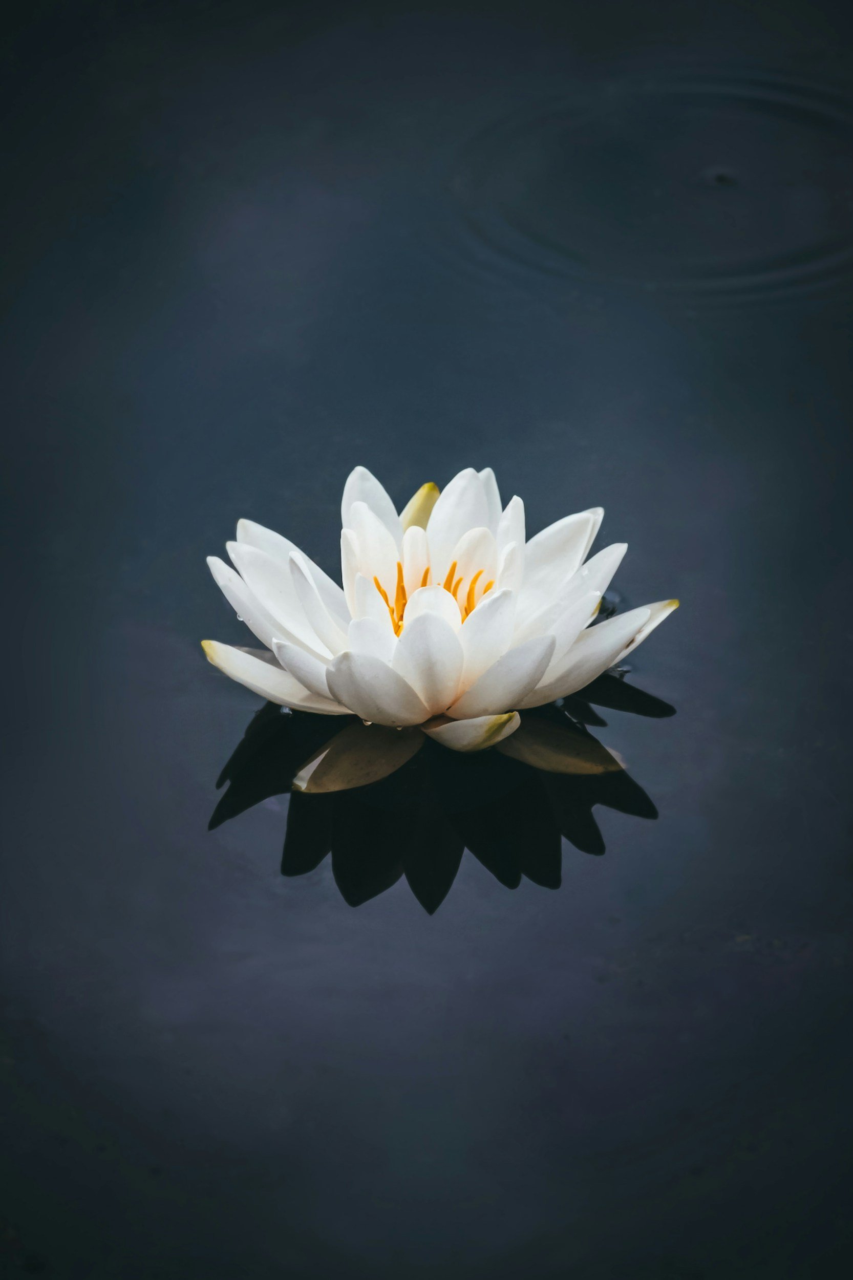 A white water lily floating on dark water with a reflection underneath.