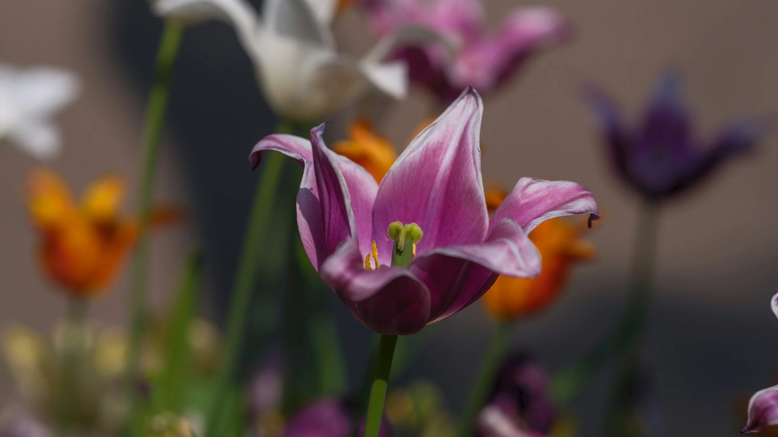 Close-up of a pink and white tulip with orange and purple flowers blurred in the background.