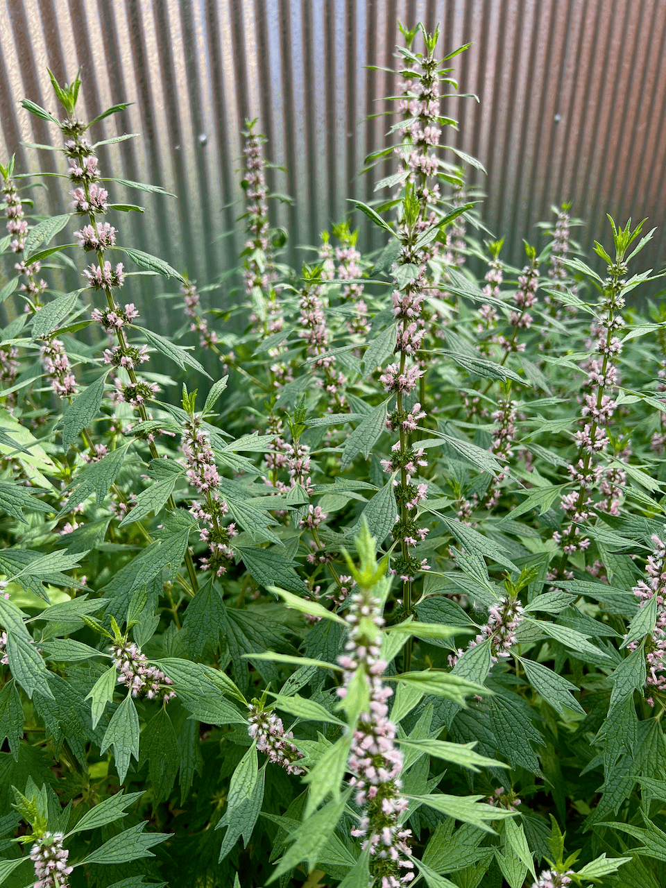 Leonurus cardiaca (Motherwort)