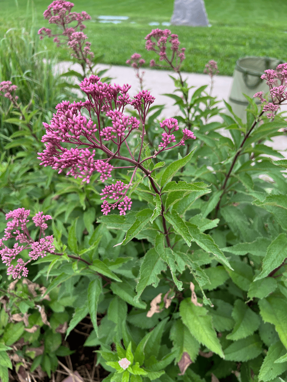 Eutrochium fistulosum (Joe-pye Weed, Trumpetweed, Queen Of The Meadow, Hollow Joe-pye Weed)