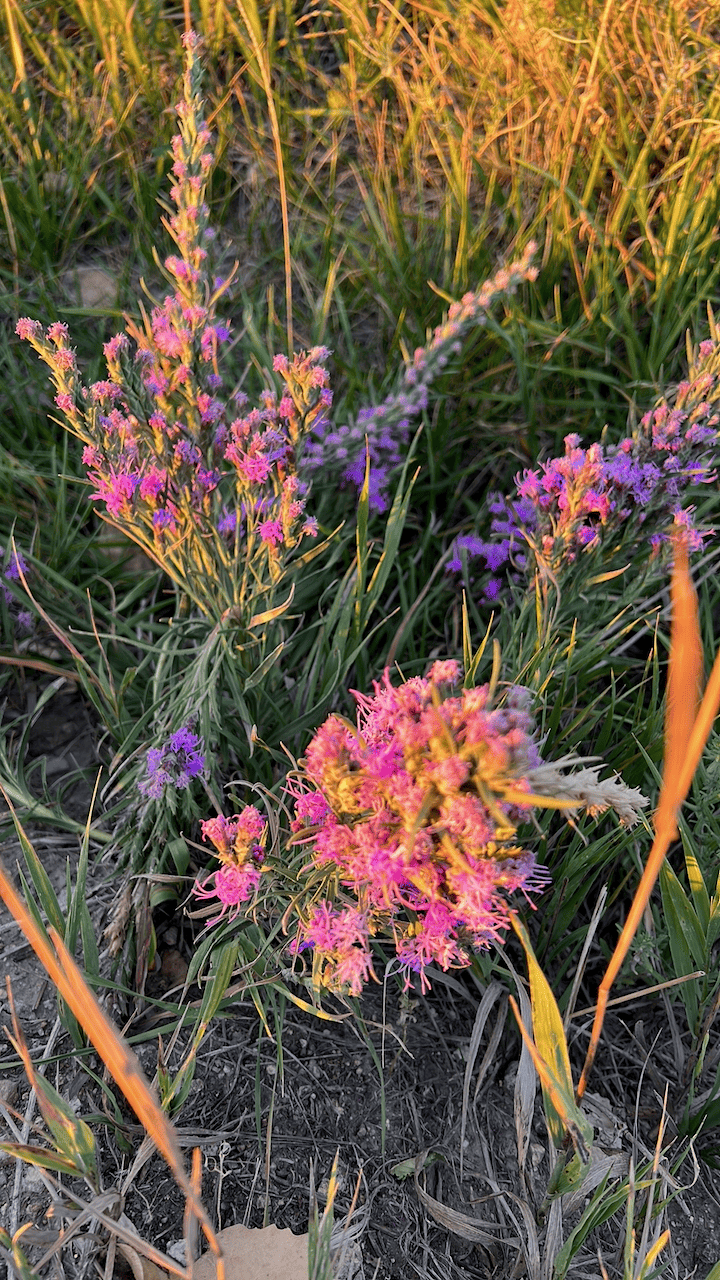 Liatris punctata (Dotted Gayfeather)