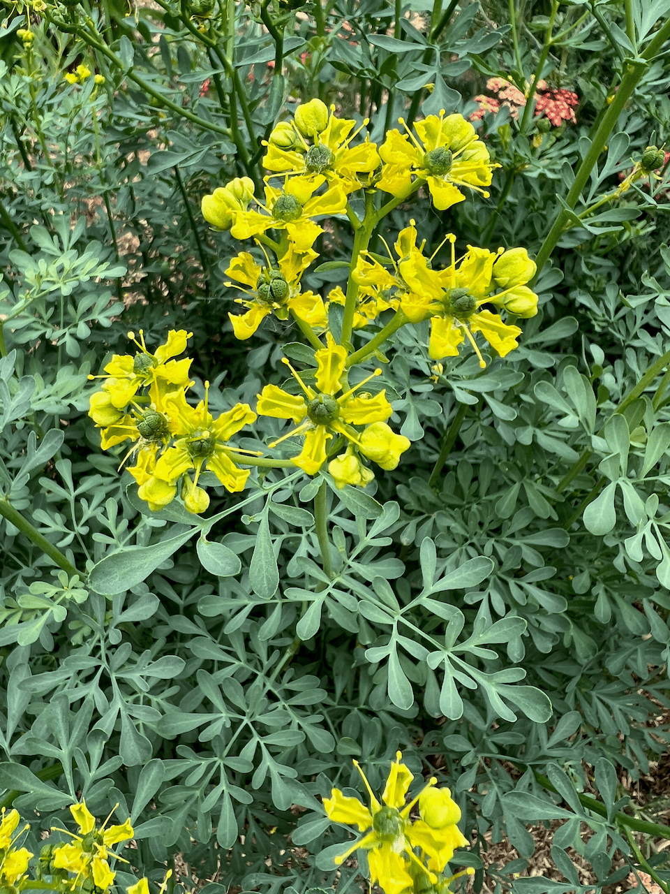 Ruta graveolens (Rue; Herb of Grace)