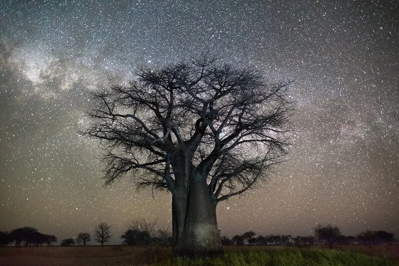 6,000 Year-Old Baobab by Beth Moon