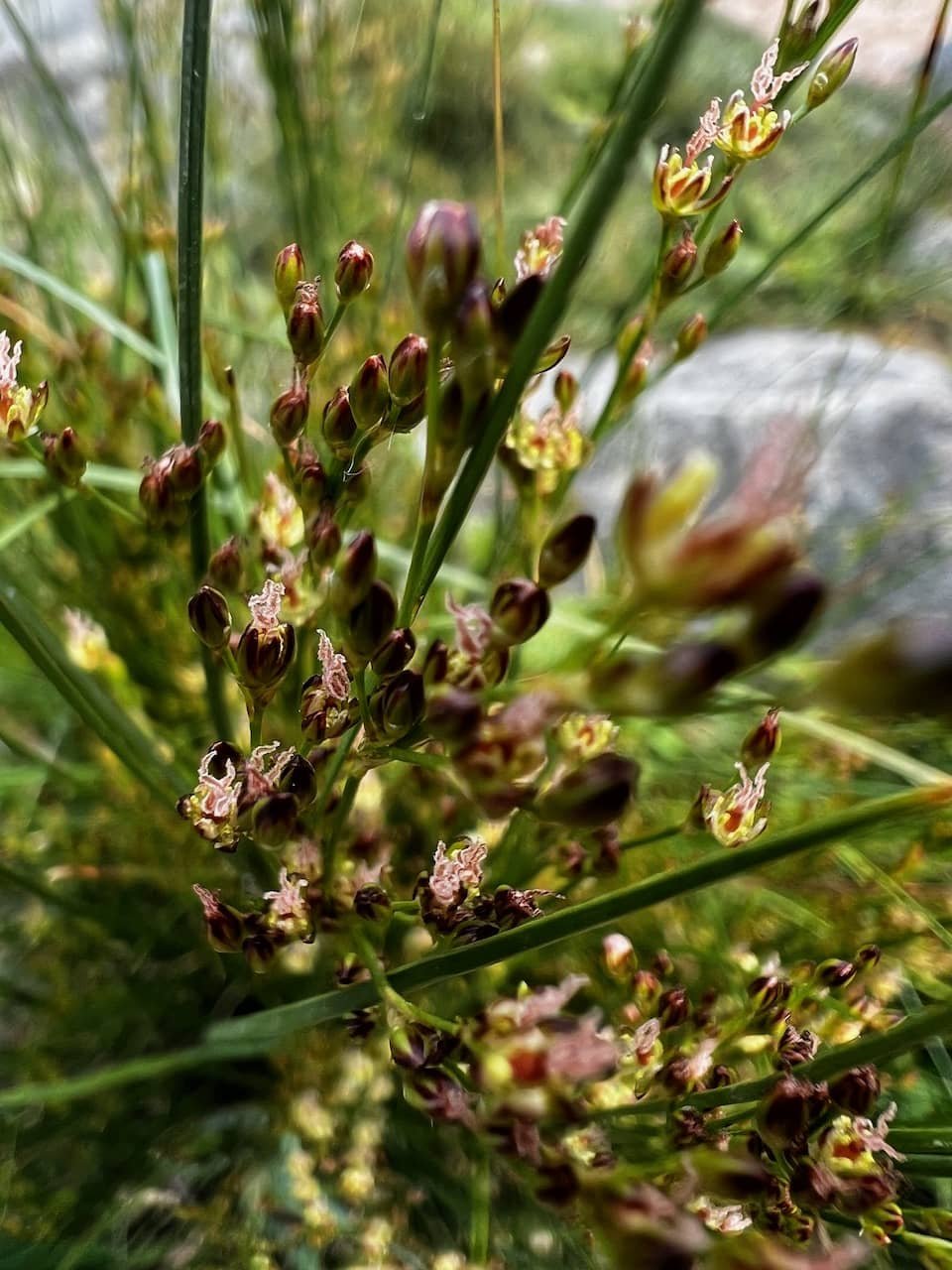 Juncus compressus3-4web.jpeg