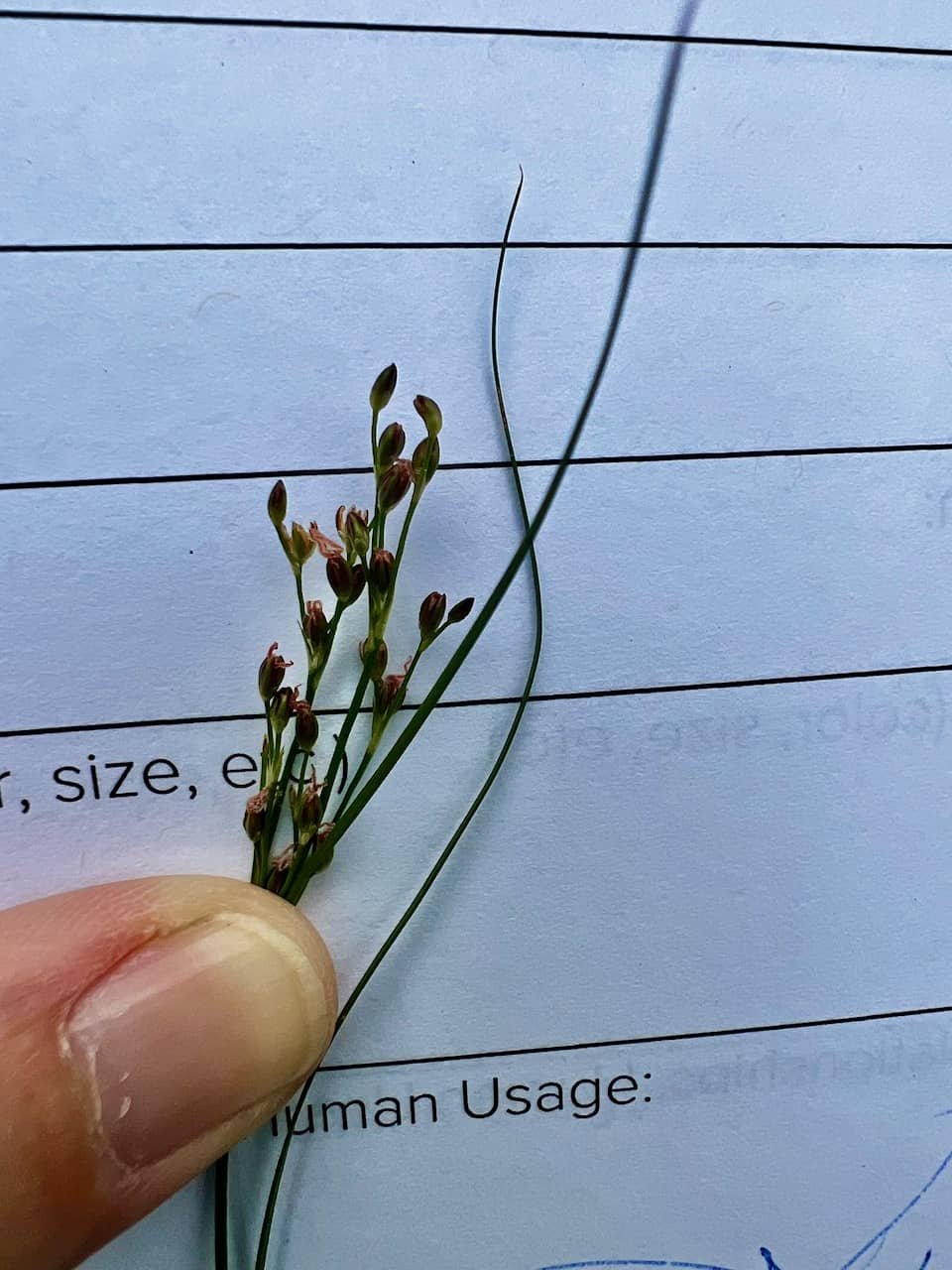 Juncus compressus2-4web.jpeg