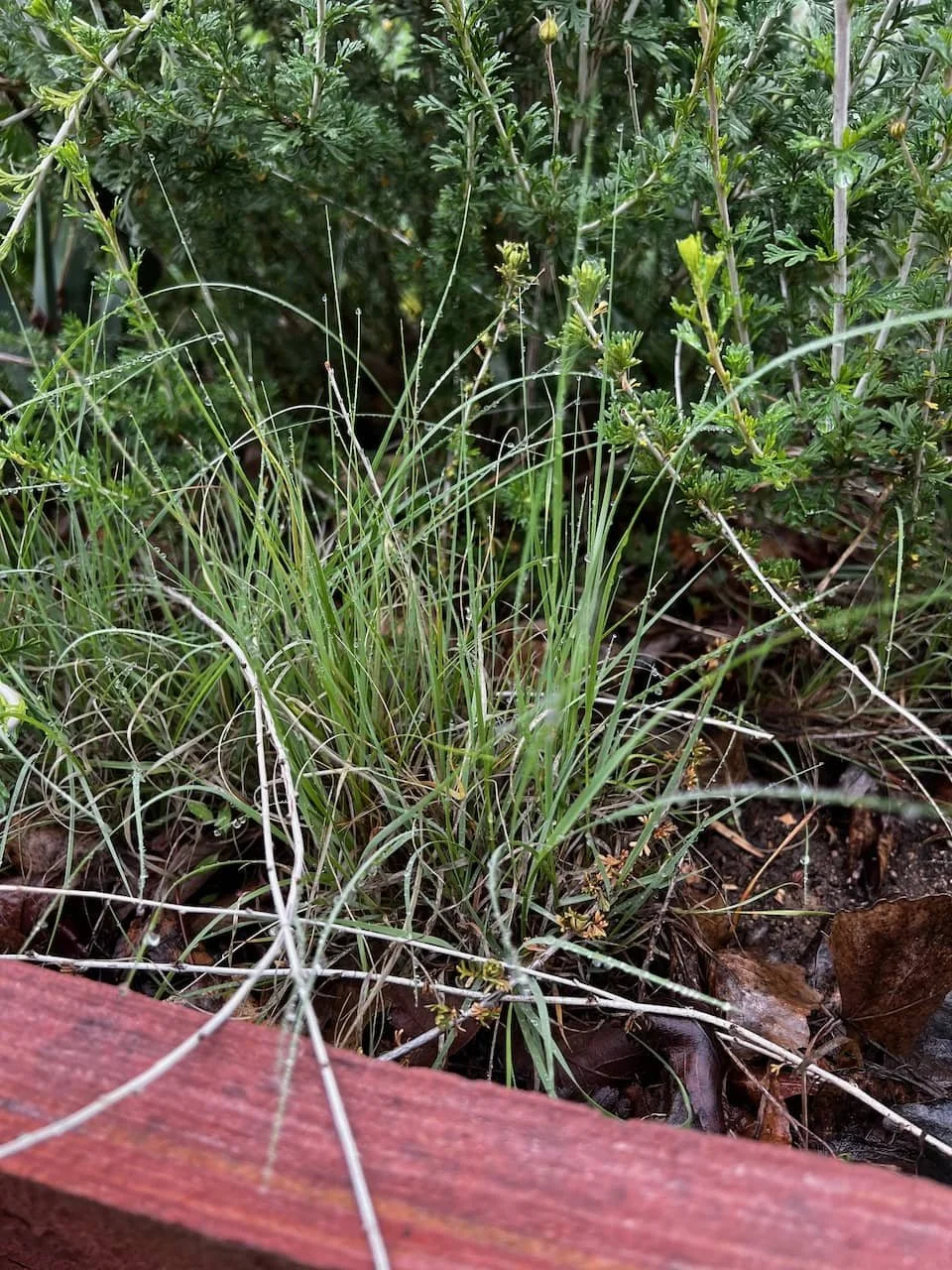 Bouteloua gracilis-4web.jpeg