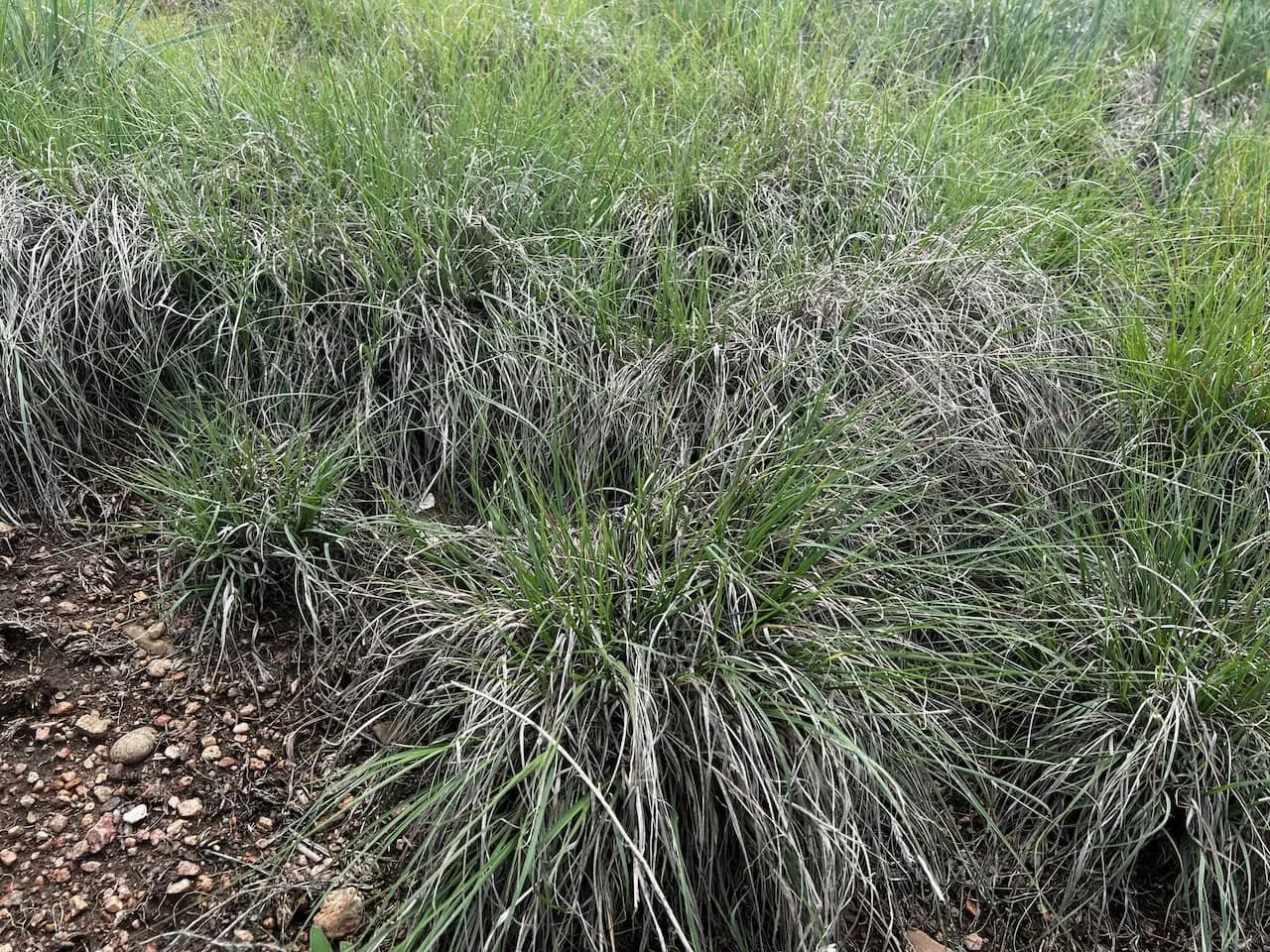 Bouteloua gracilis2-4web.jpeg