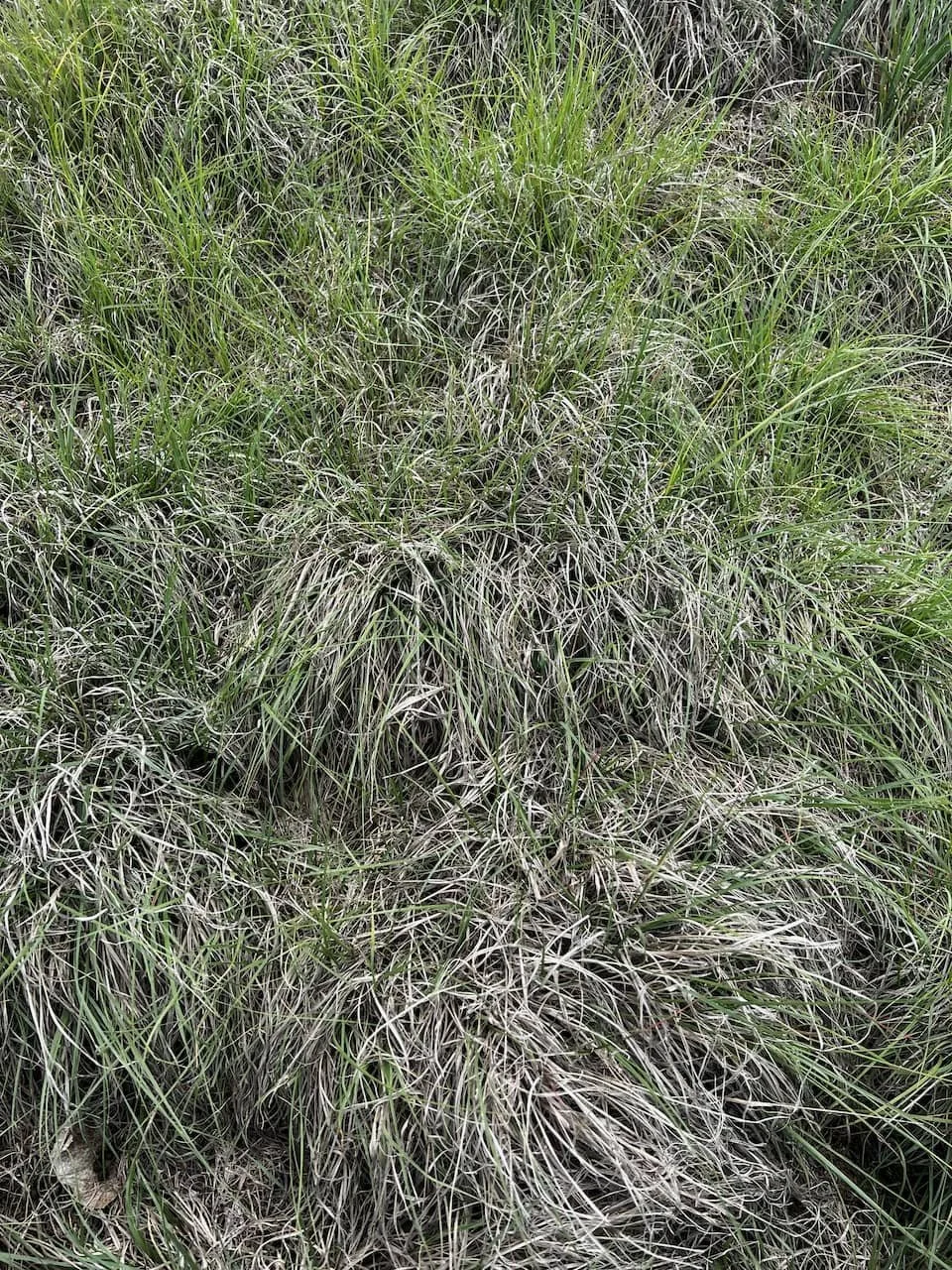 Bouteloua gracilis3-4web.jpeg