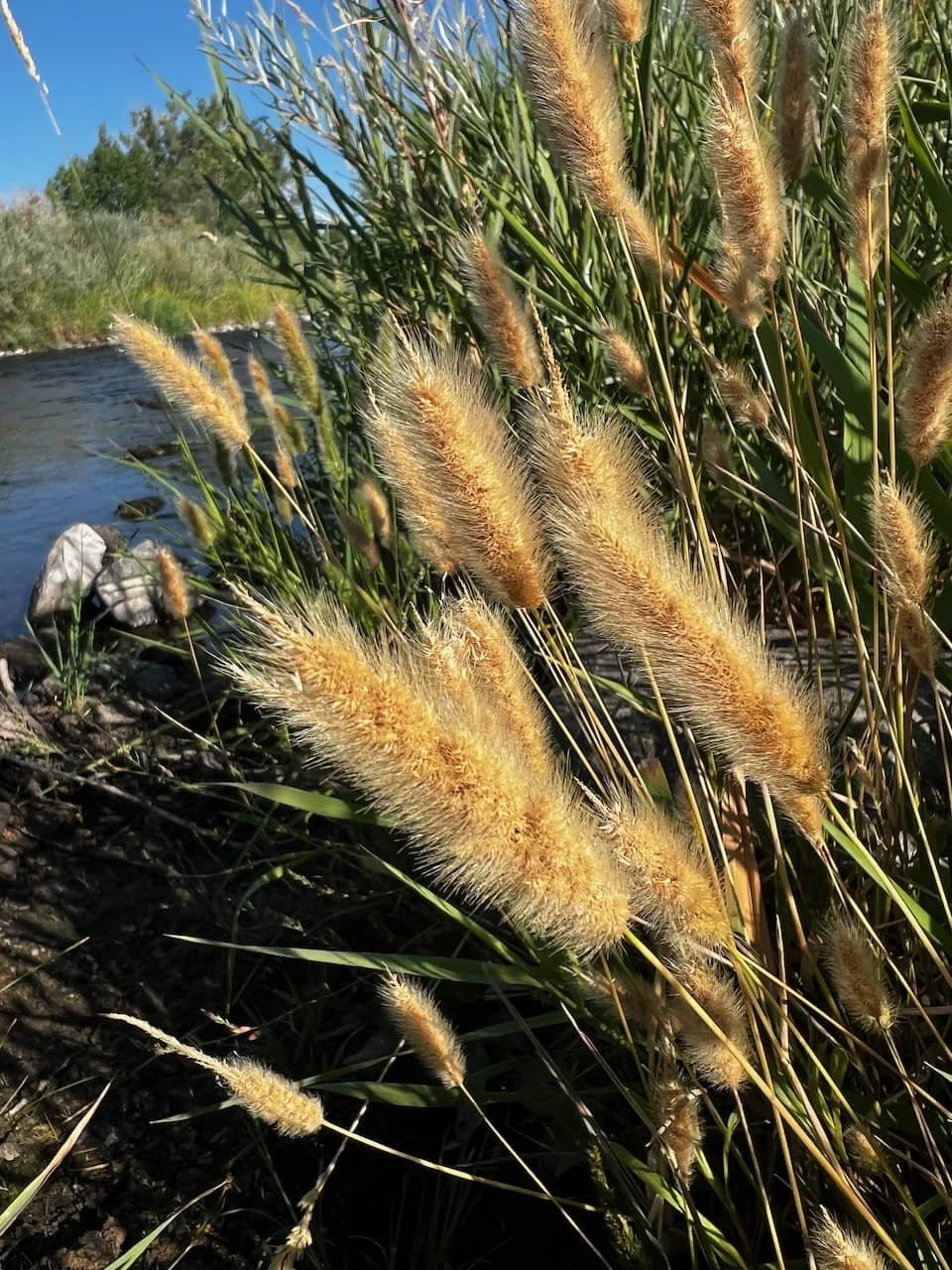 Polypogon monspeliensis (Rabbitsfoot Grass)