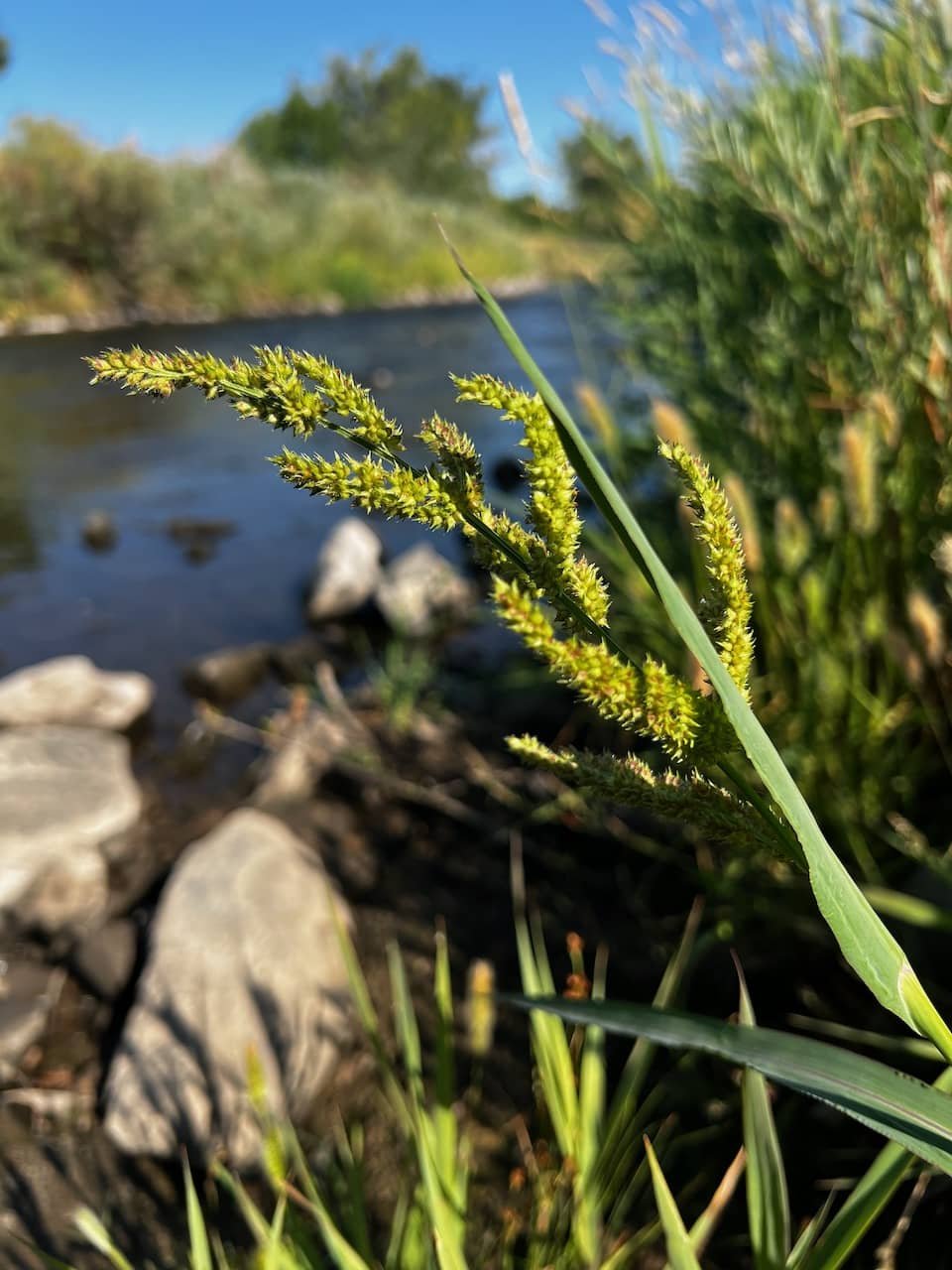 Echinochloa crusgalli (Barnyard Grass)