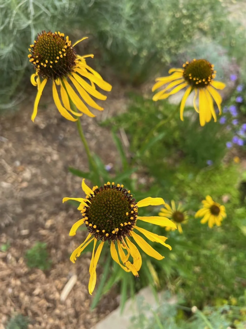 Echinacea paradoxa (Ozark Coneflower)