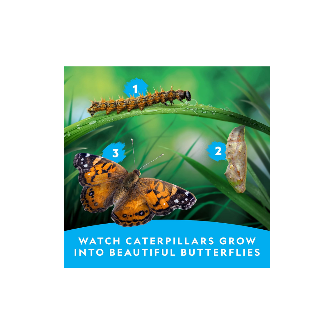 Butterfly Kit2.png
