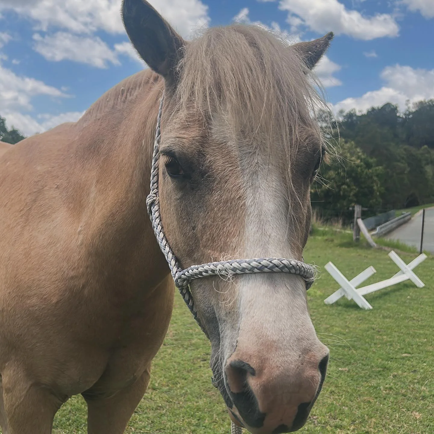 So grateful for my co-therapist and co-regulator today 🙌🐴🍦Icecream always knows what to do without the need for words. #equinetherapy #therapywell