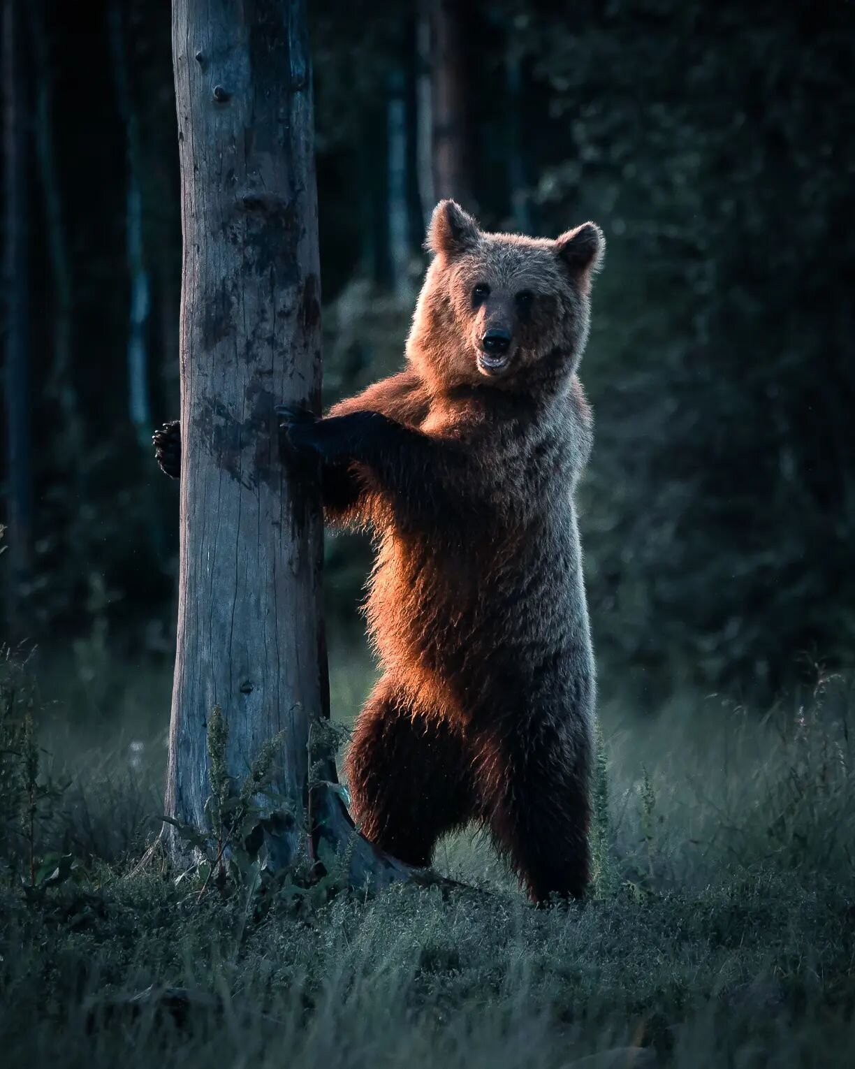 Hey there!👋🐻 Are you ready for summer?😊 
 
 
 
#finland #wildlife #brownbear #sunsetcolors #goldenhour #lapland #wildlifephotography #summeriscoming #sonyalpha #goldenhourlight