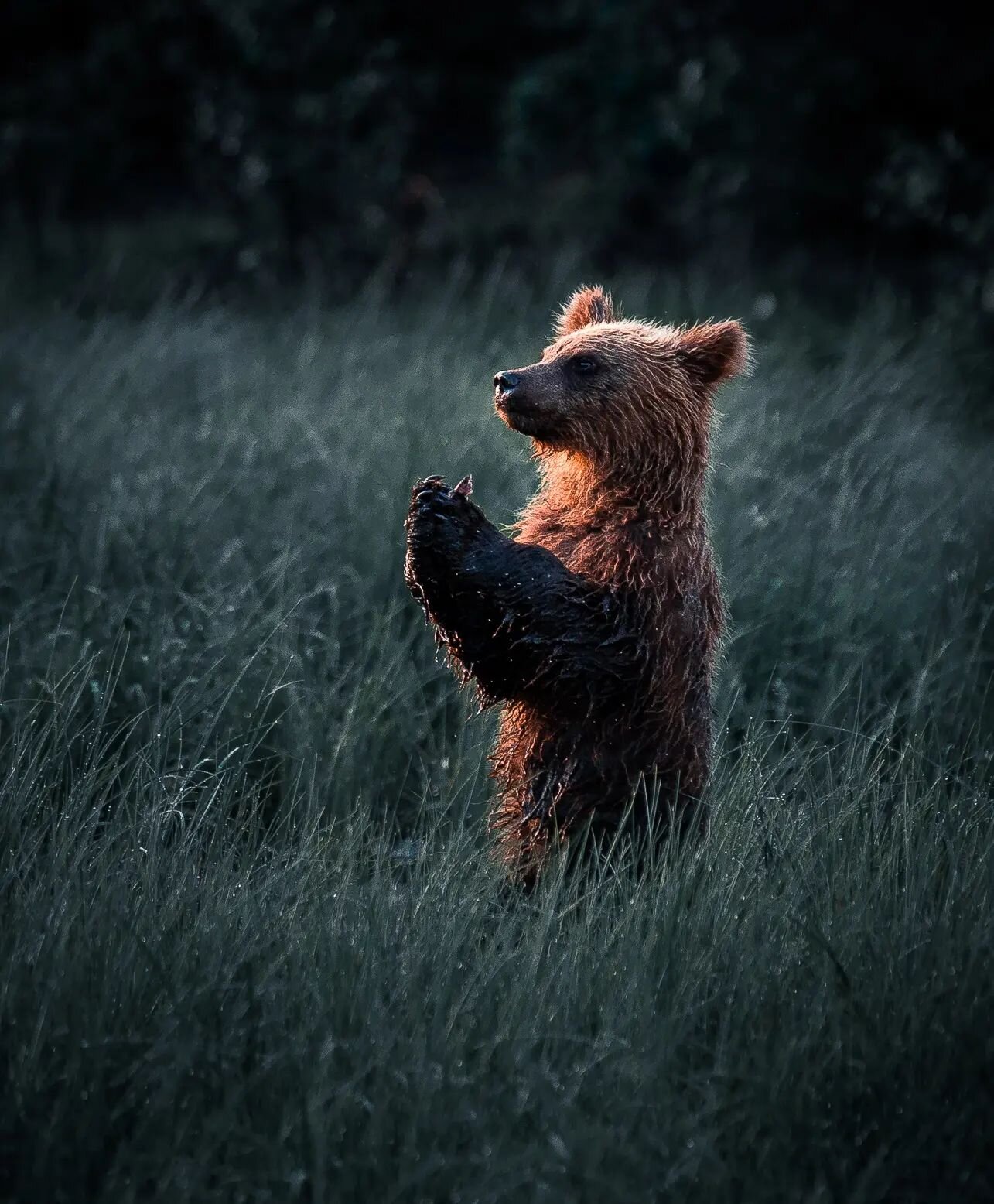 I hope you have a great weekend! 🙏😊 
 
 
 
#brownbear #wildlifephotography #finland #lapland #goldenhour #summervibes #wildlifephotos #landscapes #wildanimals #finnishlapland