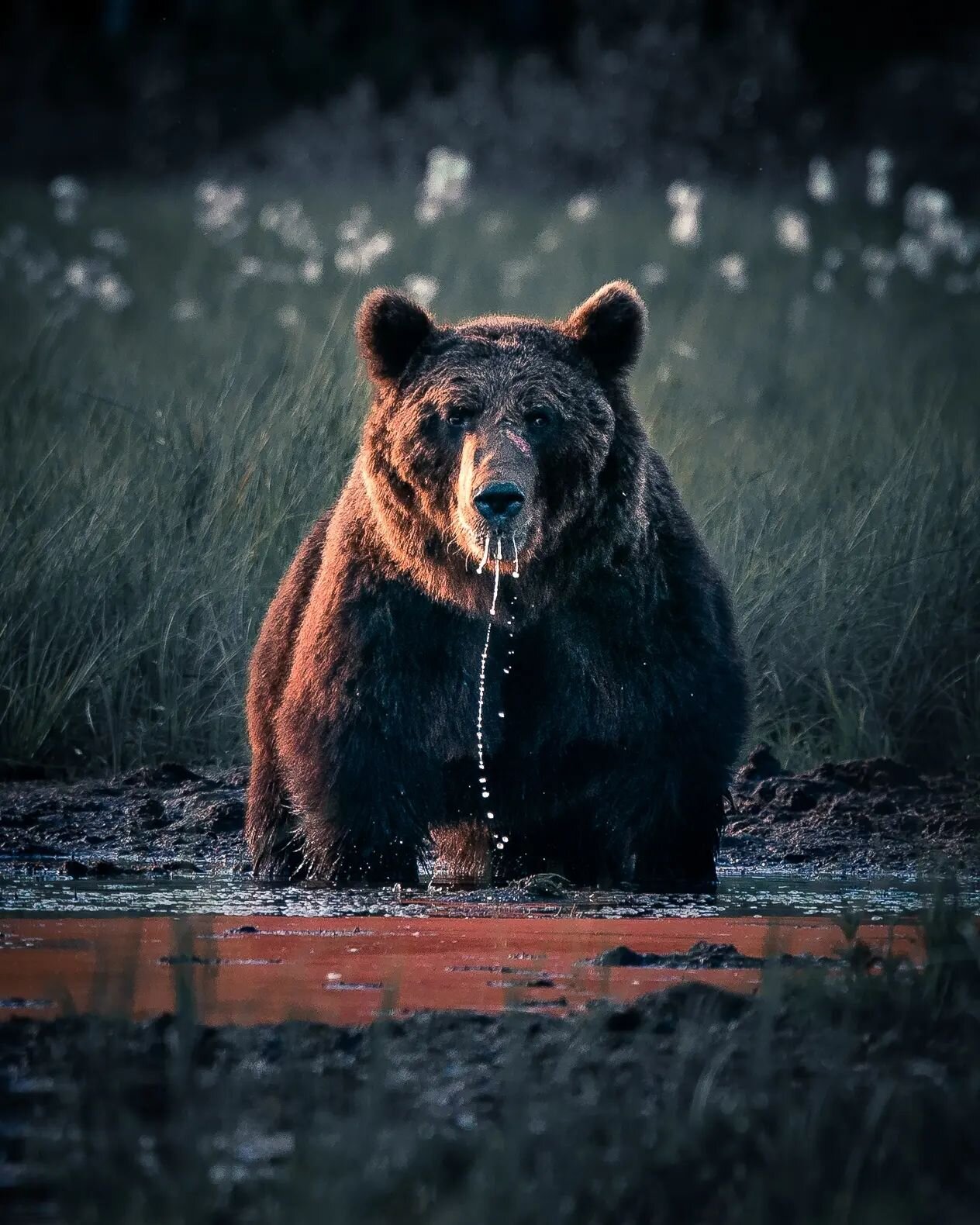 The King of the Forest 👑 
 
 
 
#brownbear #lapland #finland #wildlifephotography #wilderness #summernight #landscapes #wildlifephotos #sunsetlight #goldenhourphotography