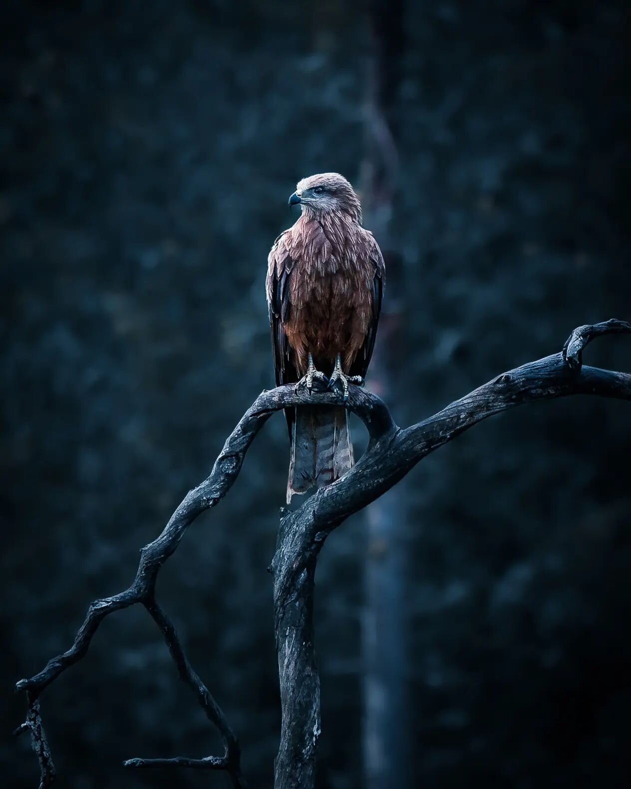 A rare falcon in eastern Finland.🦅 
 
The Sony 200-600mm lens doesn't extend while you zoom in &amp; out, a positive feature when you need to stay absolutely still so you don't scare away shy animals. 
 
📷 Sony A9 + 200-600mm f5,6-6,3 G OSS 
#spons