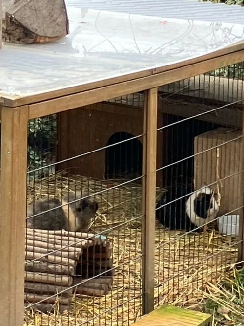 Unsere Meerschweinchen