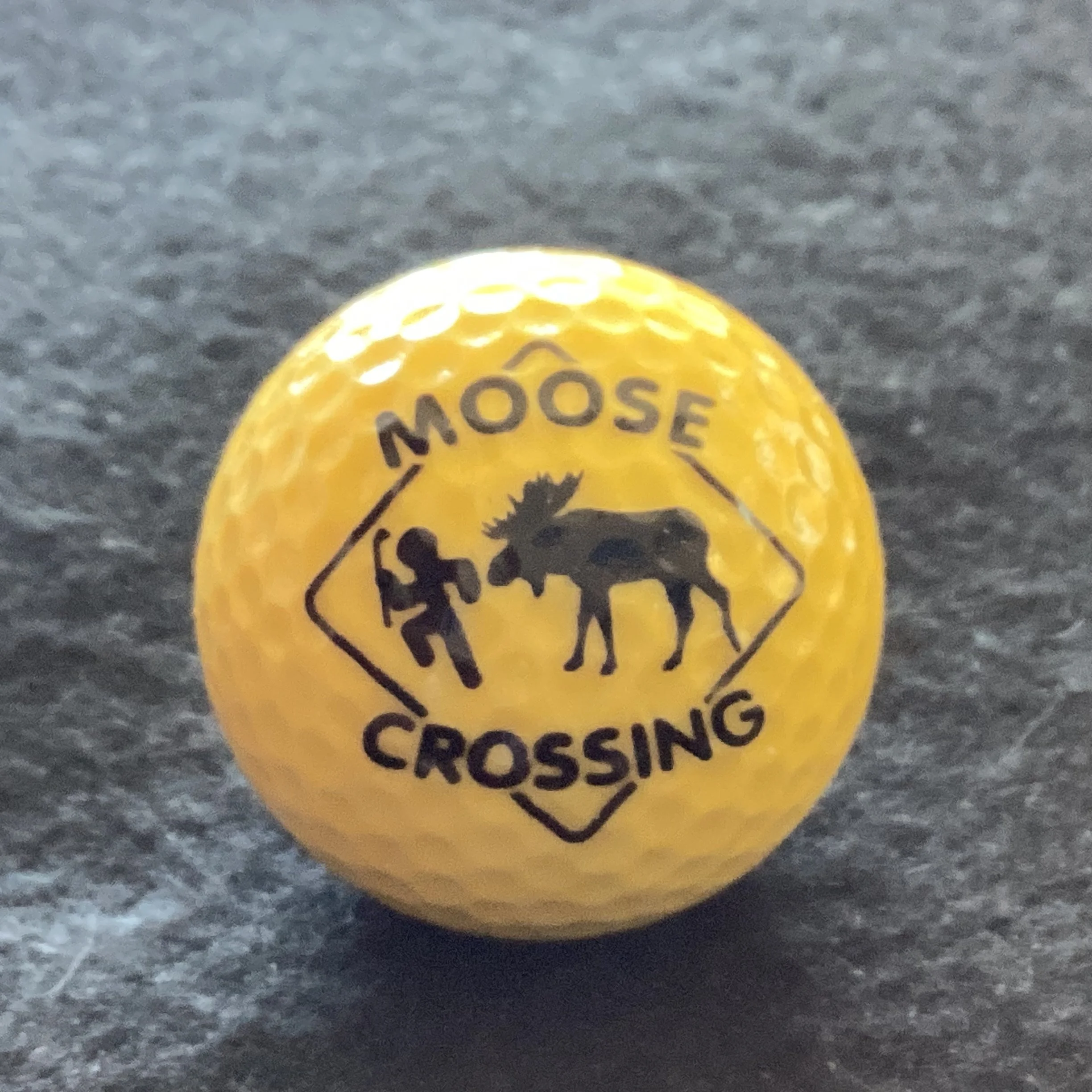 Moose Crossing