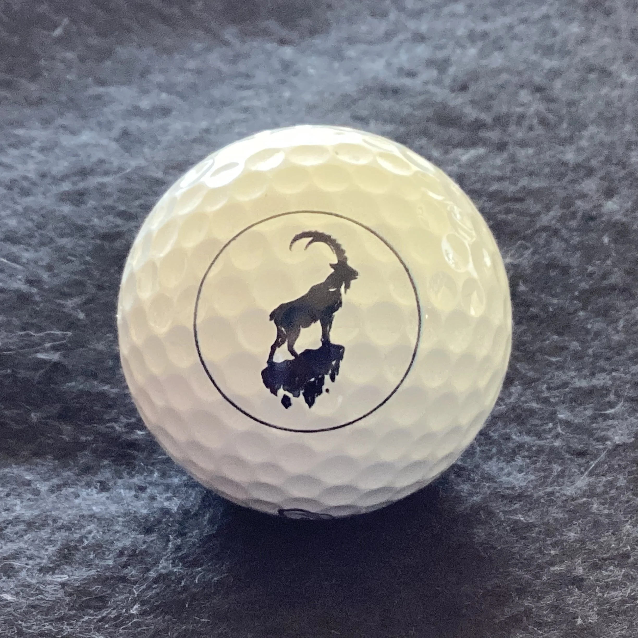 Animal - Ibex on Rock