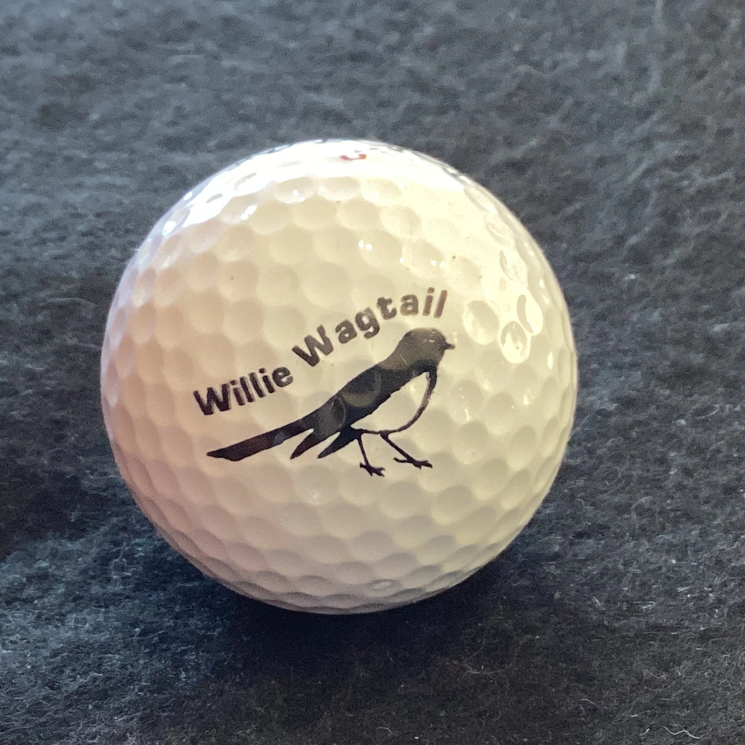 Birds - Willie Wagtail 