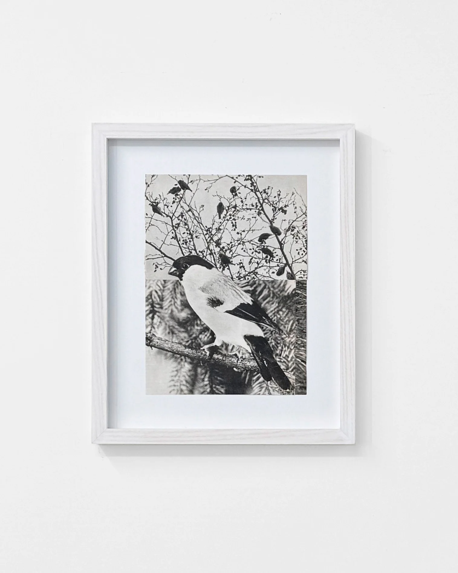 Rikke Benborg Skitse til en fugleudstilling 2, 2025. Collage ca 21 x 15,5 cm. Indrammet i hvidmalet ask 30 x 24,5 cm.jpg